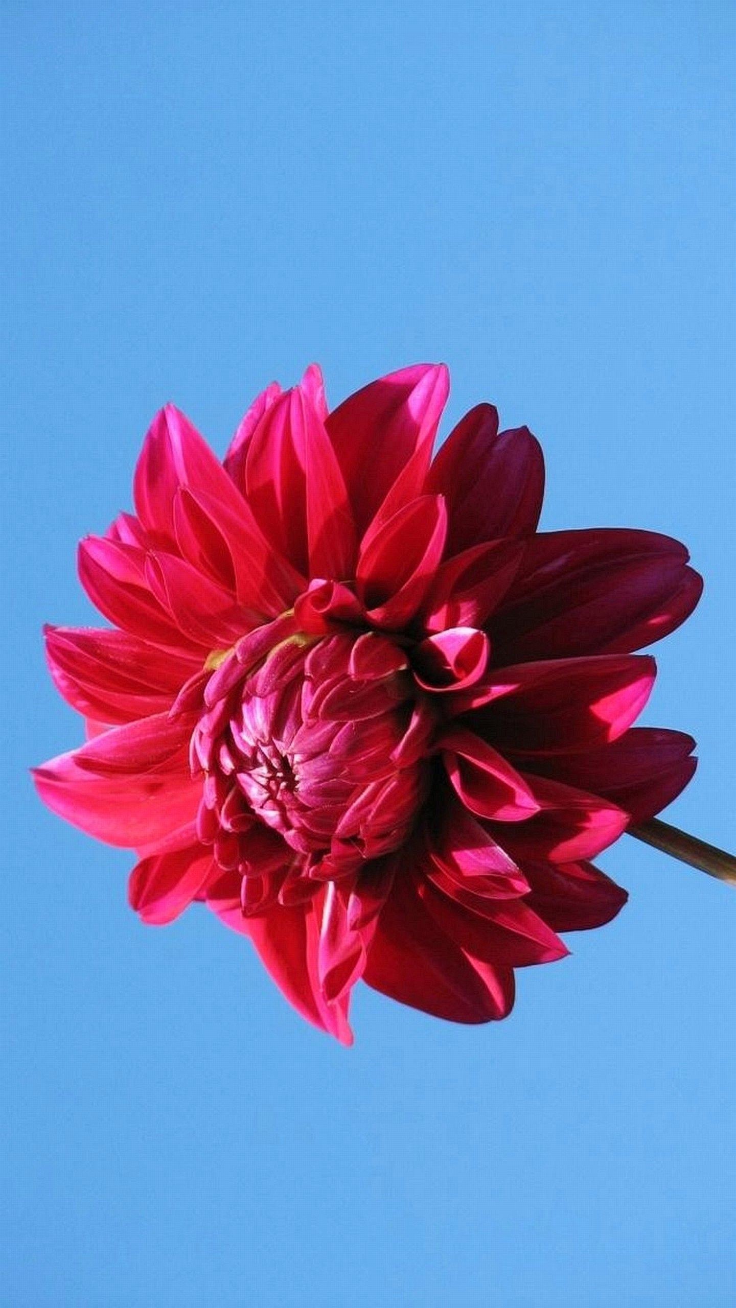 Dalia, Fiore rosso, Cielo azzurro, sfondo schermata di blocco Galaxy S6