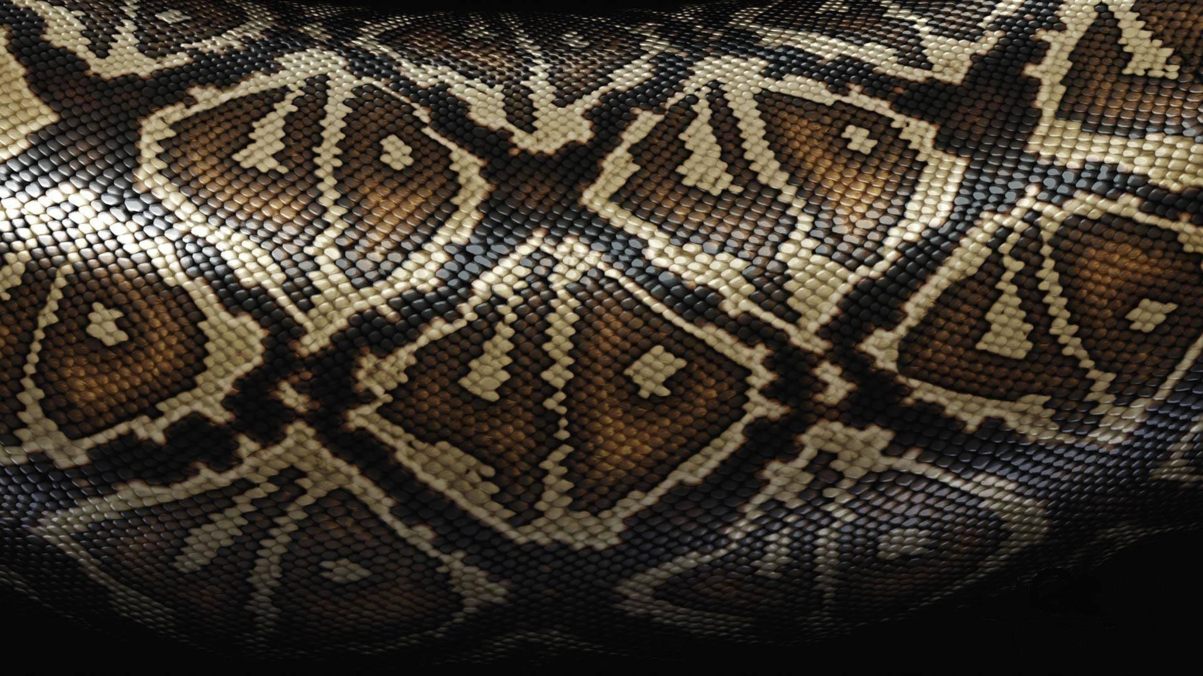 Pitone, Pelle di serpente, Motivo, Squame, 4K, sfondo per PC