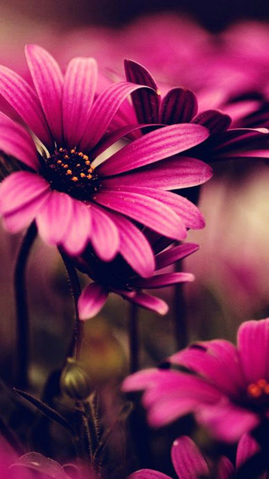 Margherite, Fiori rosa, Macro, Natura, sfondo iPhone 5S verticale