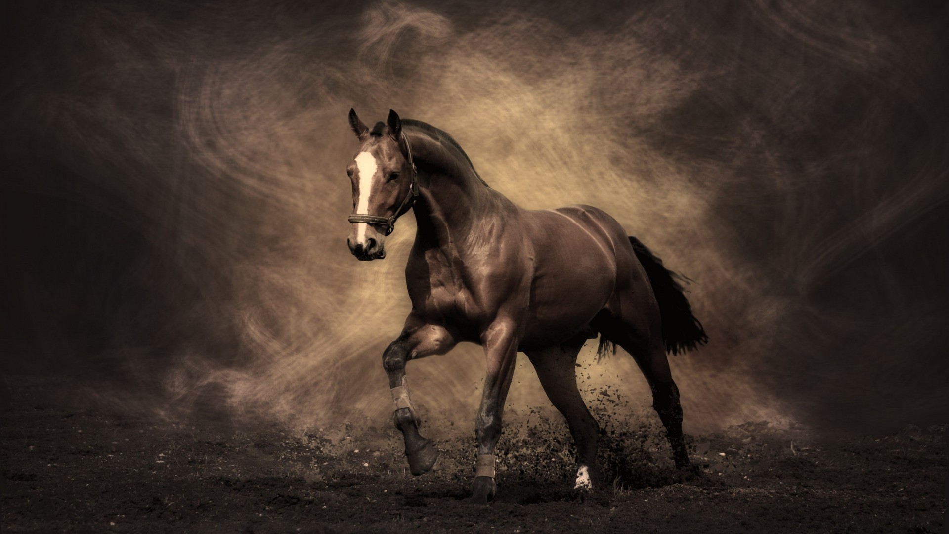 Cavallo morello, Trotto, Polvere, Seppia, 1920x1080, immagine di sfondo