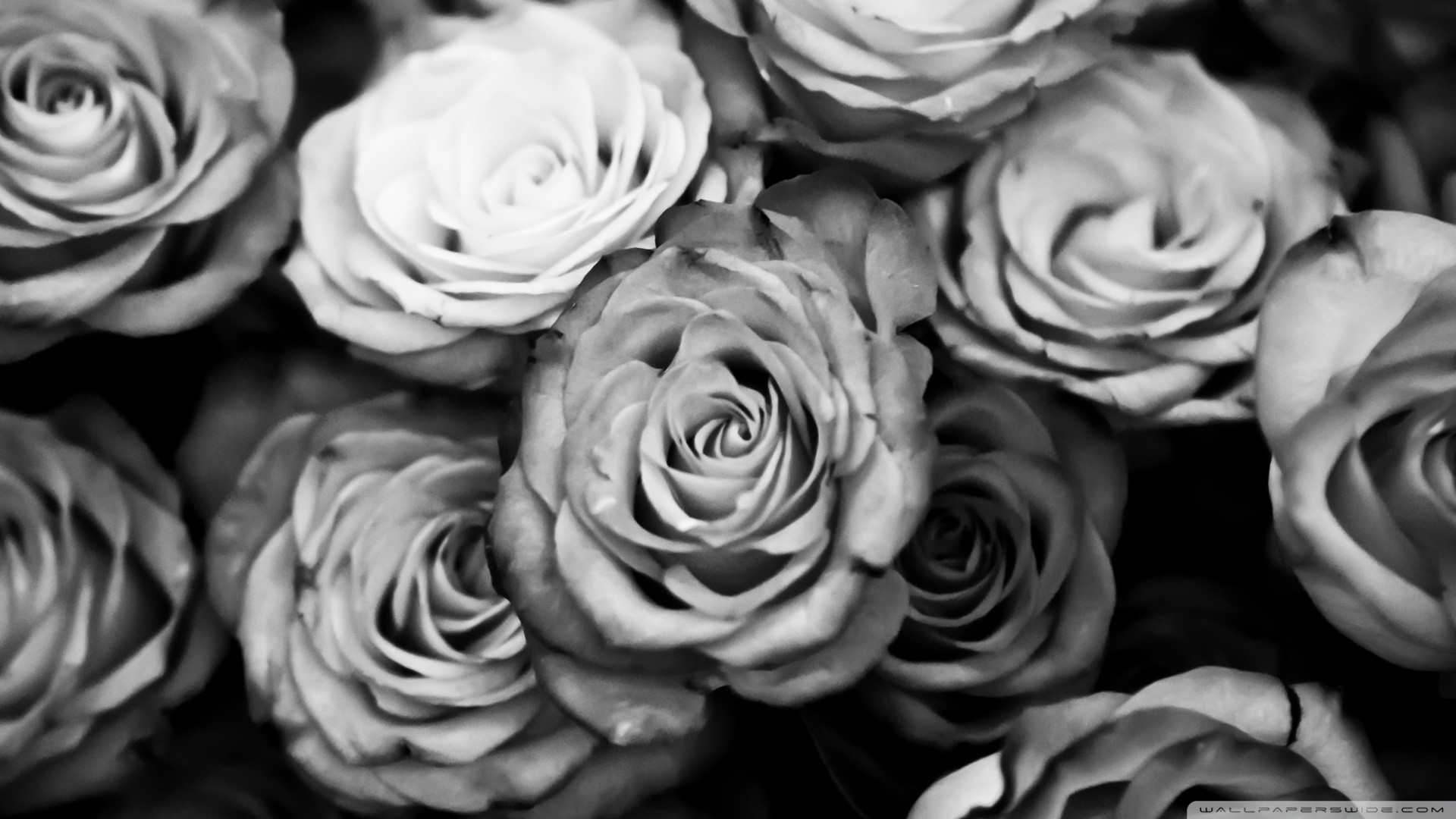 Rose, Fiori, Bianco e nero, 1920x1080, immagine di sfondo