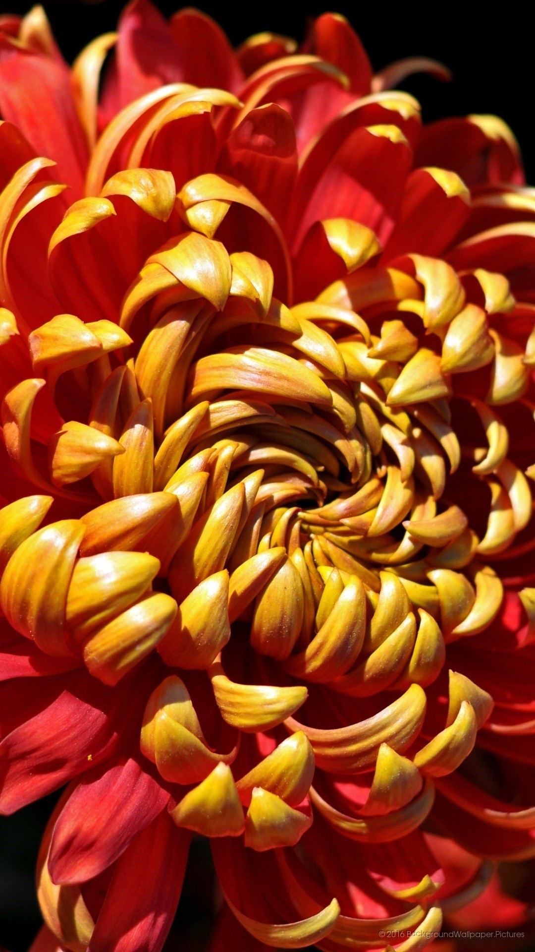 Crisantemo, Petali rossi e gialli, Macro, Full HD, wallpaper per cellulare