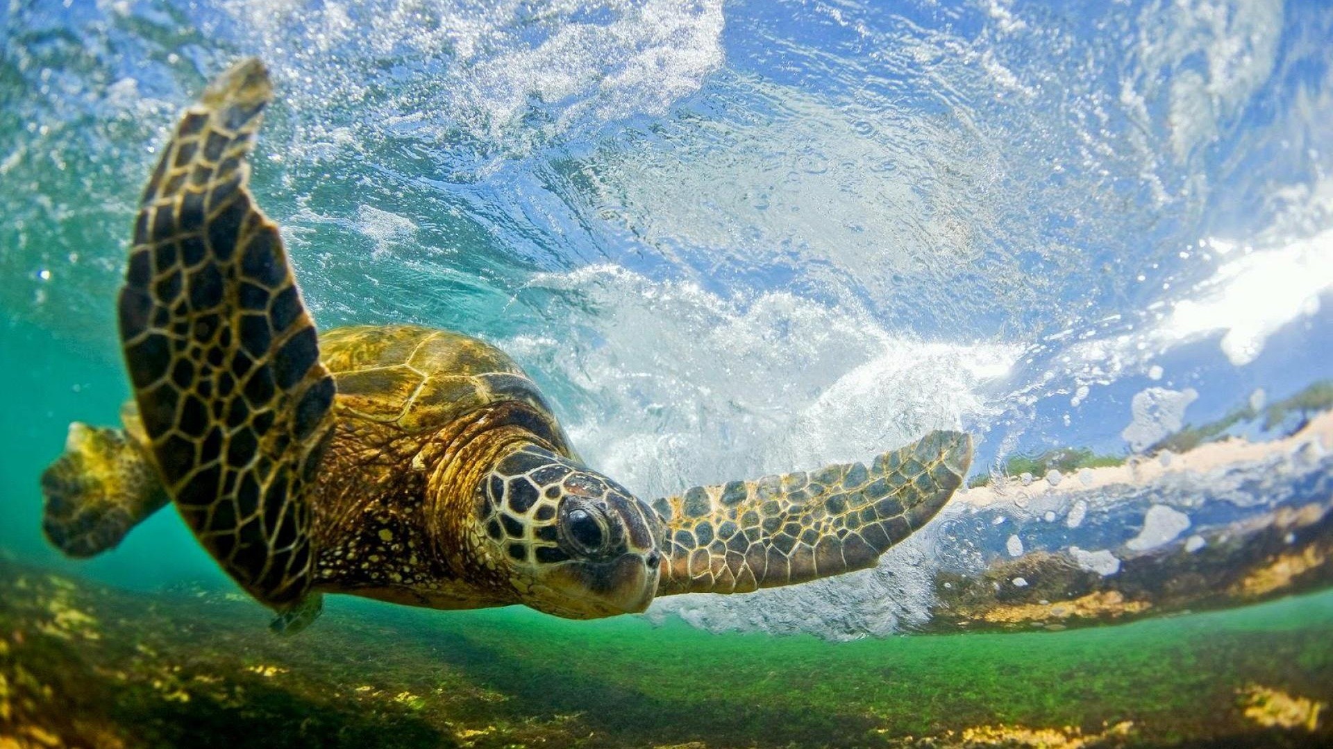 Tartaruga verde, Hawaii, Onda, Fotografia subacquea, Full HD, wallpaper per portatile