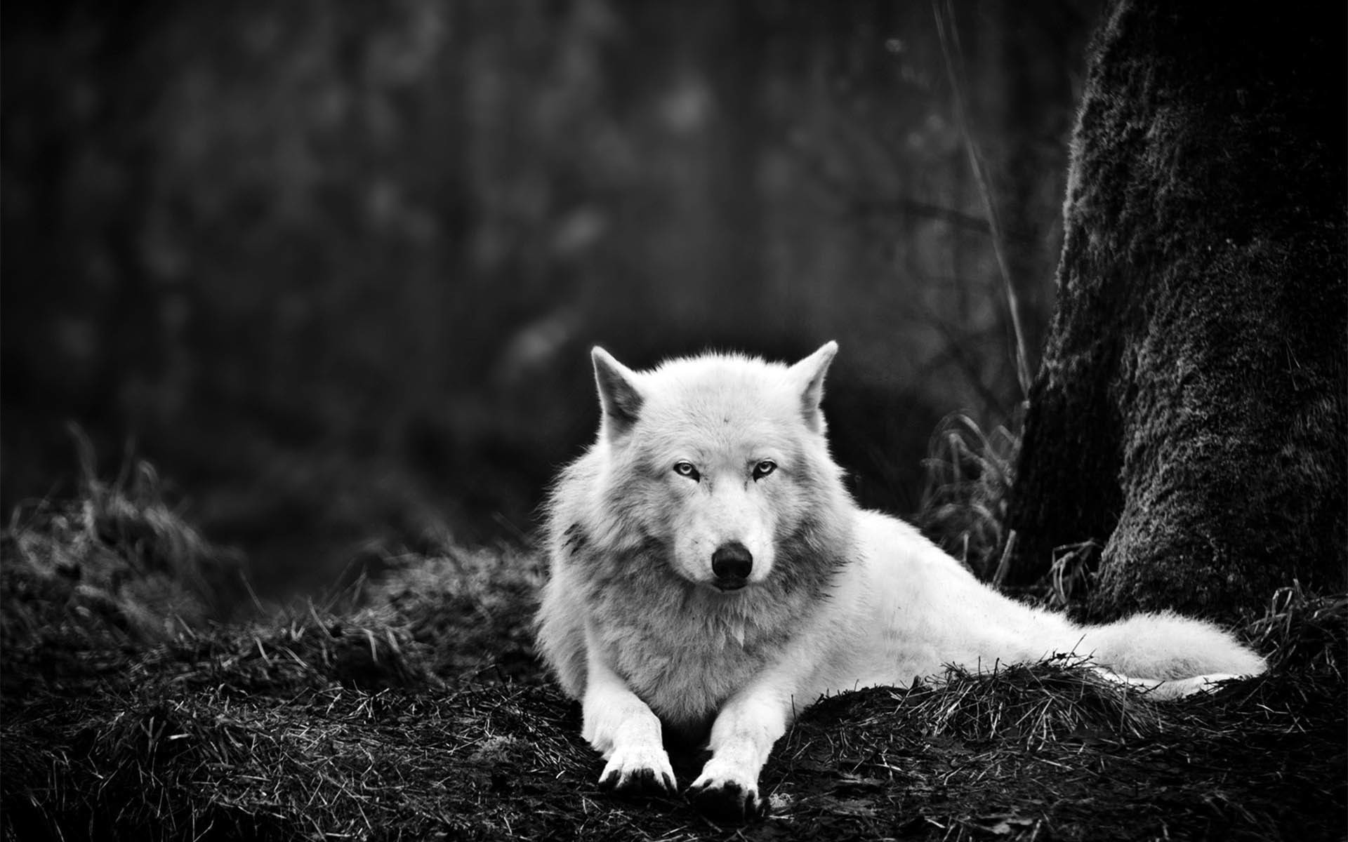 Spettro, Meta-lupo, Il Trono di Spade, Bianco e nero, 16:10 Full HD, sfondo widescreen