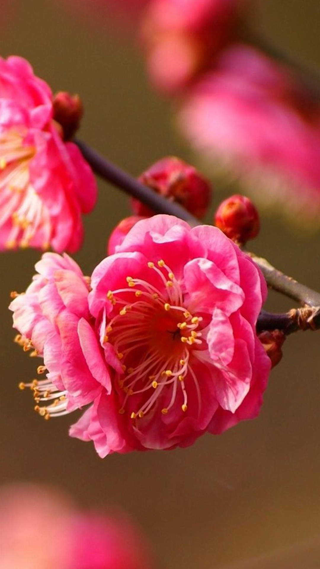 Fiore di pruno, Rosa, Macro, Full HD, sfondo per iPhone e Android