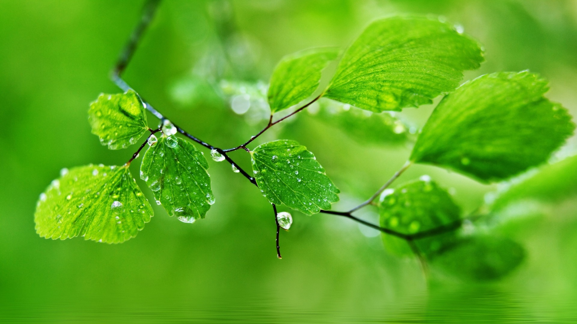 Foglie verdi, Gocce di pioggia, Macro, Ramo, 1920x1080, sfondo per PC
