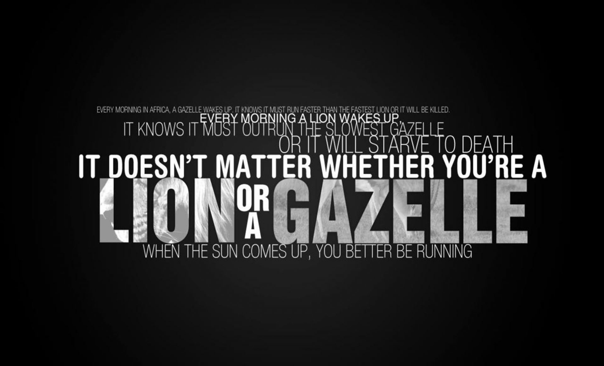 Lion or Gazelle, Citazione motivazionale, Tipografia, Sfondo nero, wallpaper Windows 11