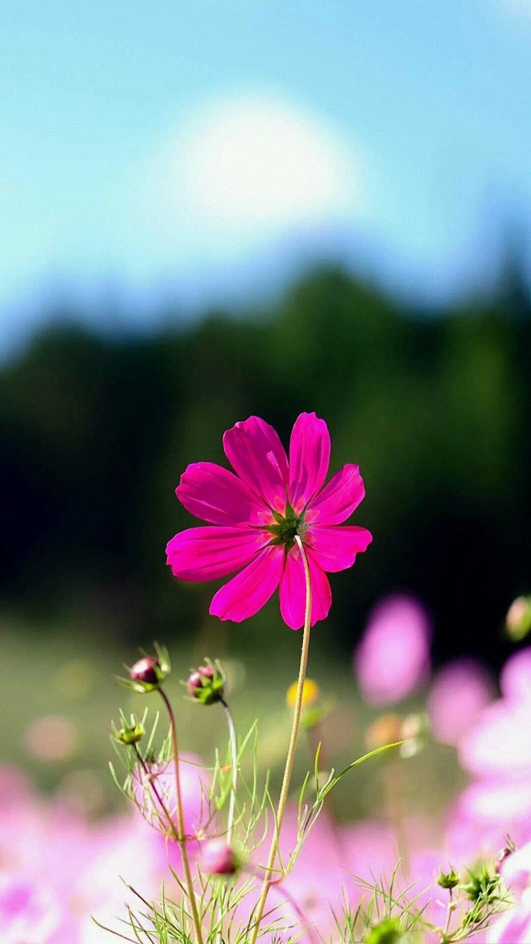 Cosmea, Fiore rosa, Prato, Bokeh, sfondo iPhone