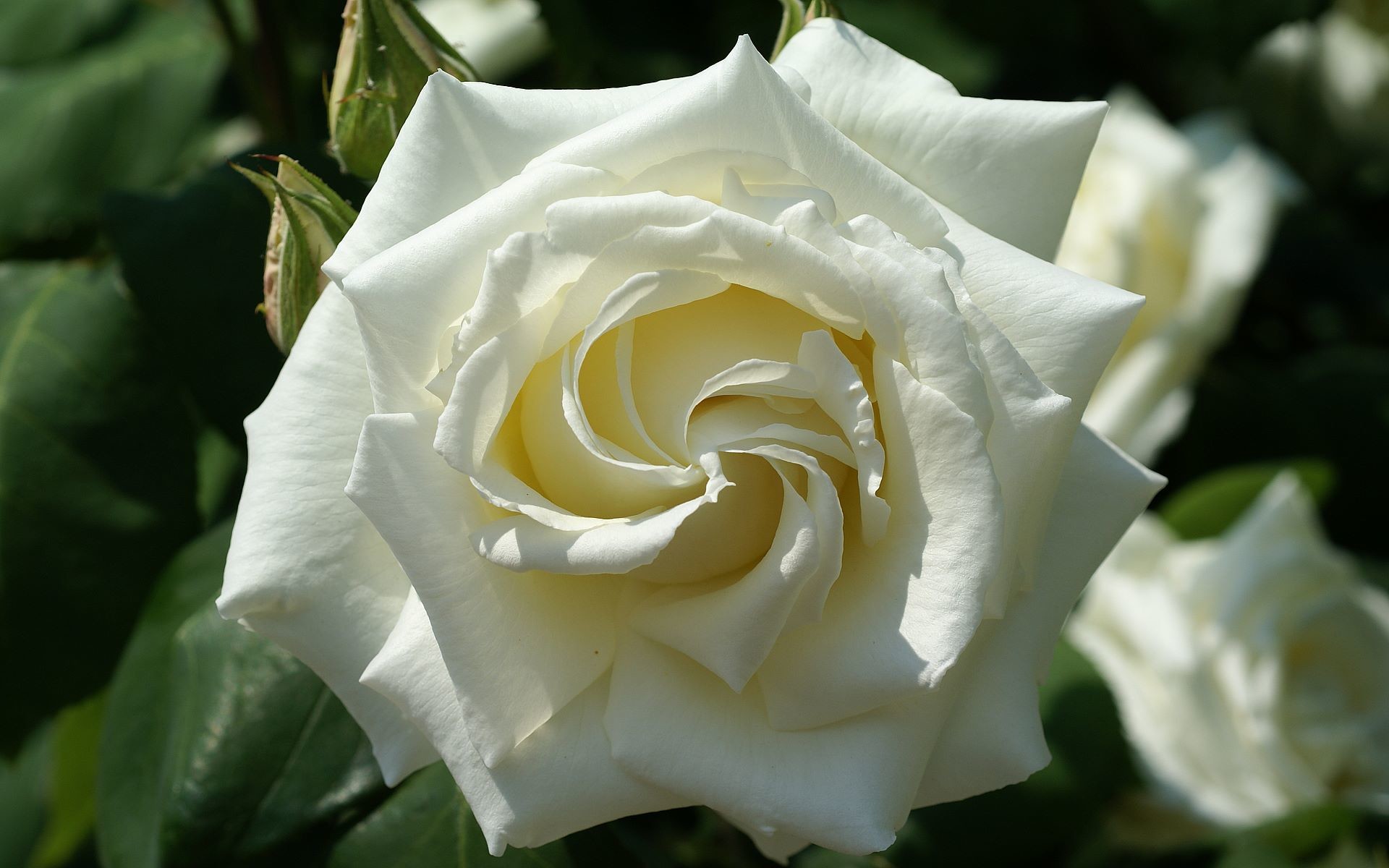 Rosa bianca, Petali, Foglie verdi, Purezza, 1920x1200, immagine di sfondo