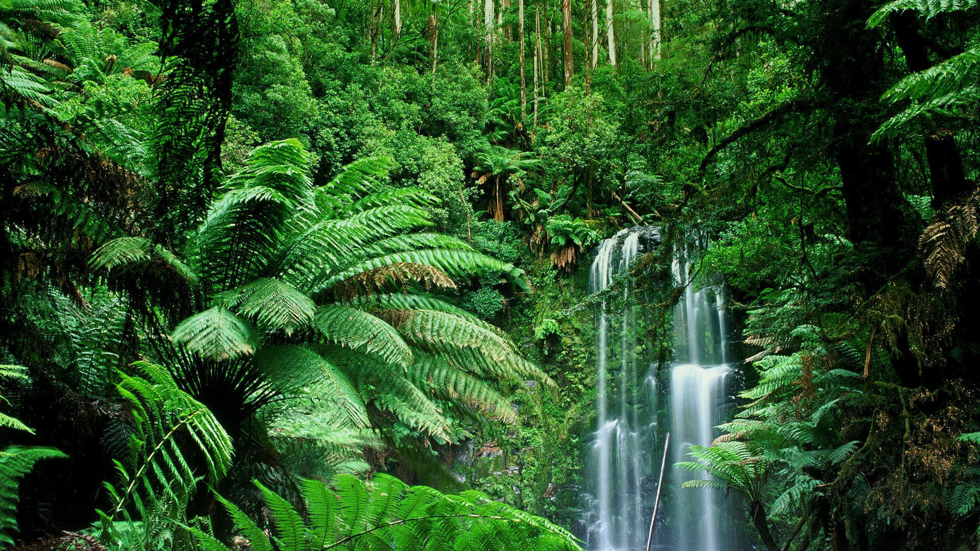 Cascata, Felci arboree, Foresta pluviale, Verde, Full HD, sfondo per PC