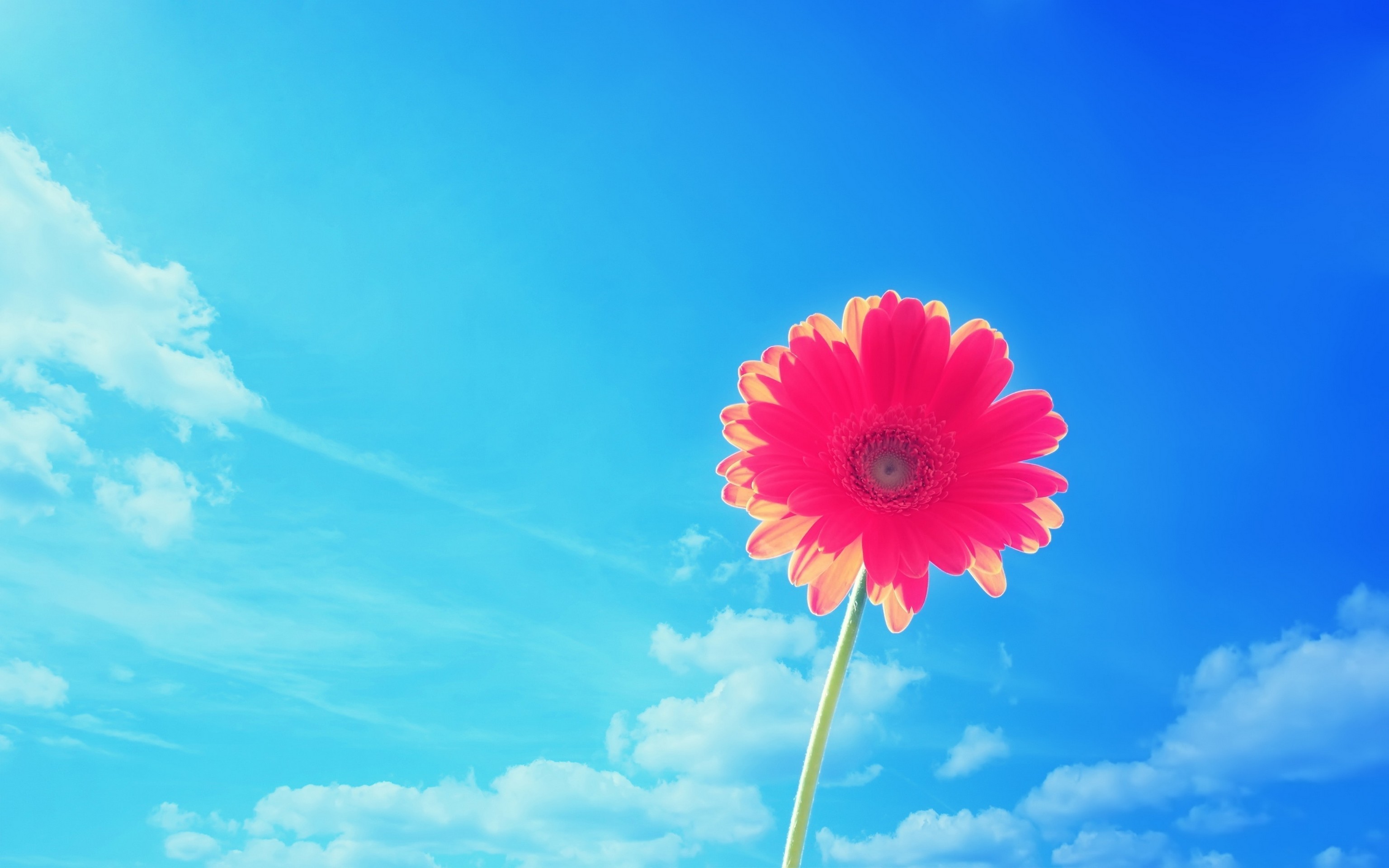 Gerbera, Fiore rosa, Cielo azzurro, Nuvole, 16:10 2K, sfondo widescreen