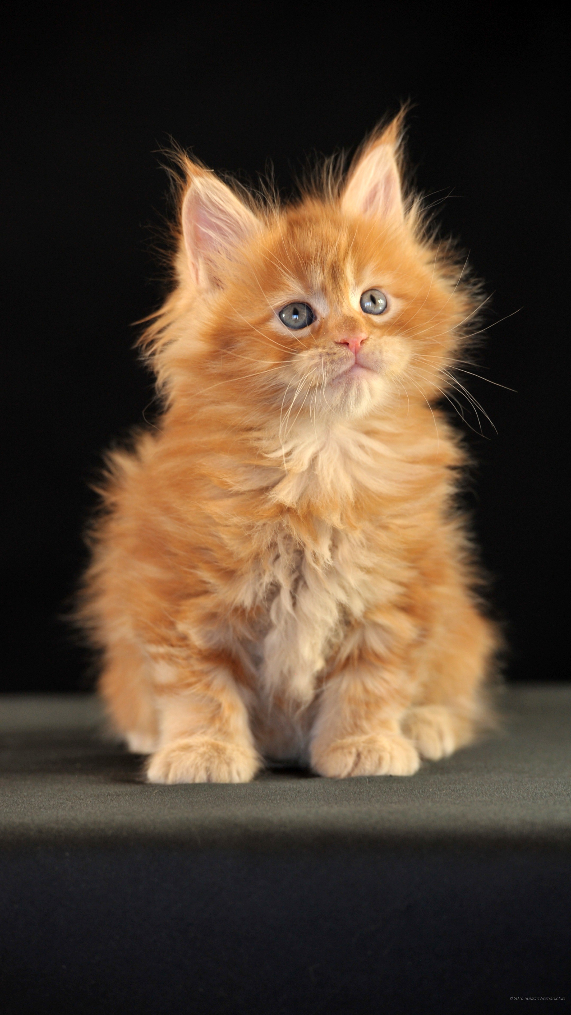 Gattino, Maine Coon, Rosso, Sfondo nero, schermata di blocco del cellulare