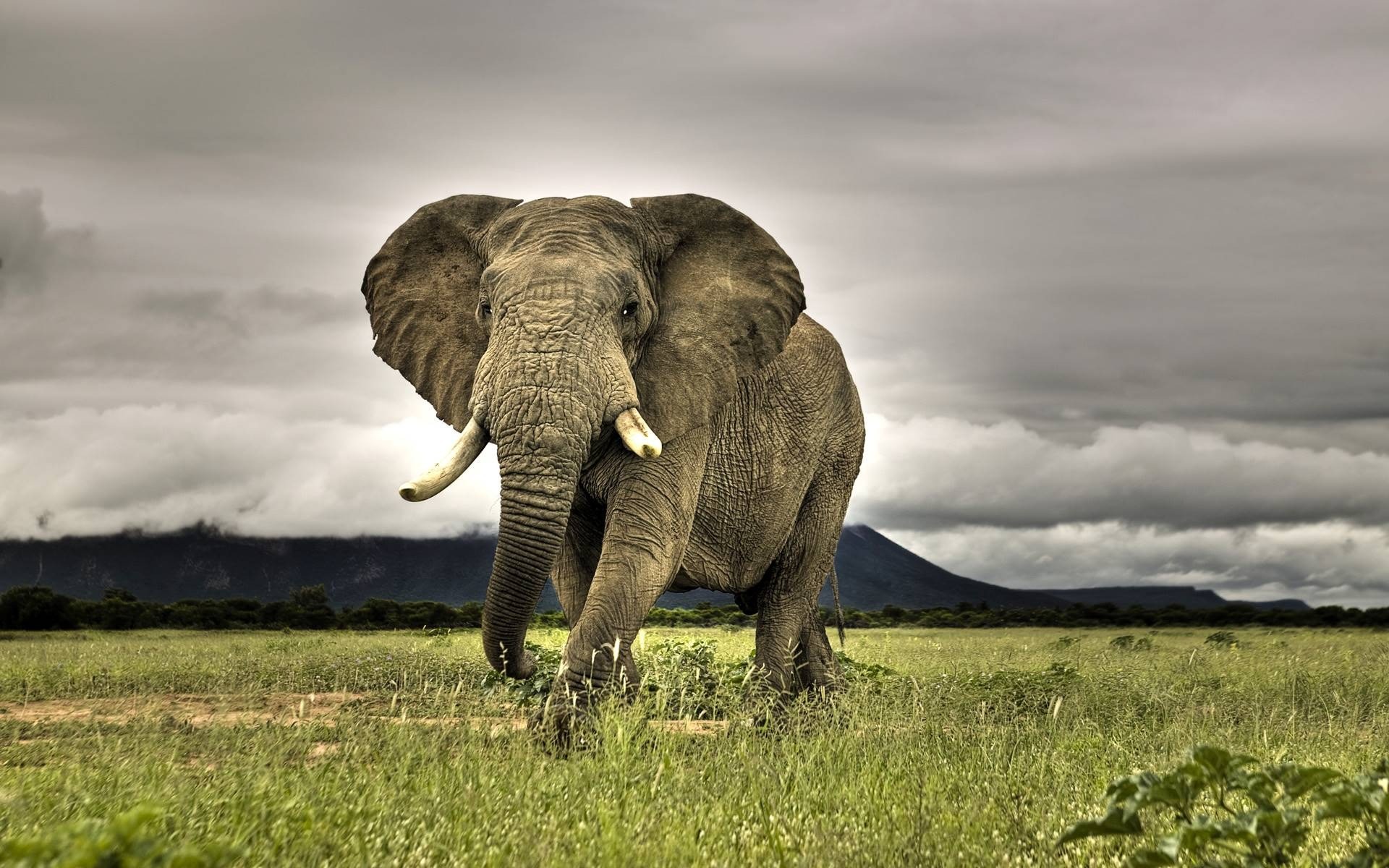 Elefante africano, Savana, Cielo nuvoloso, Zanne, 1920x1200, sfondo per PC