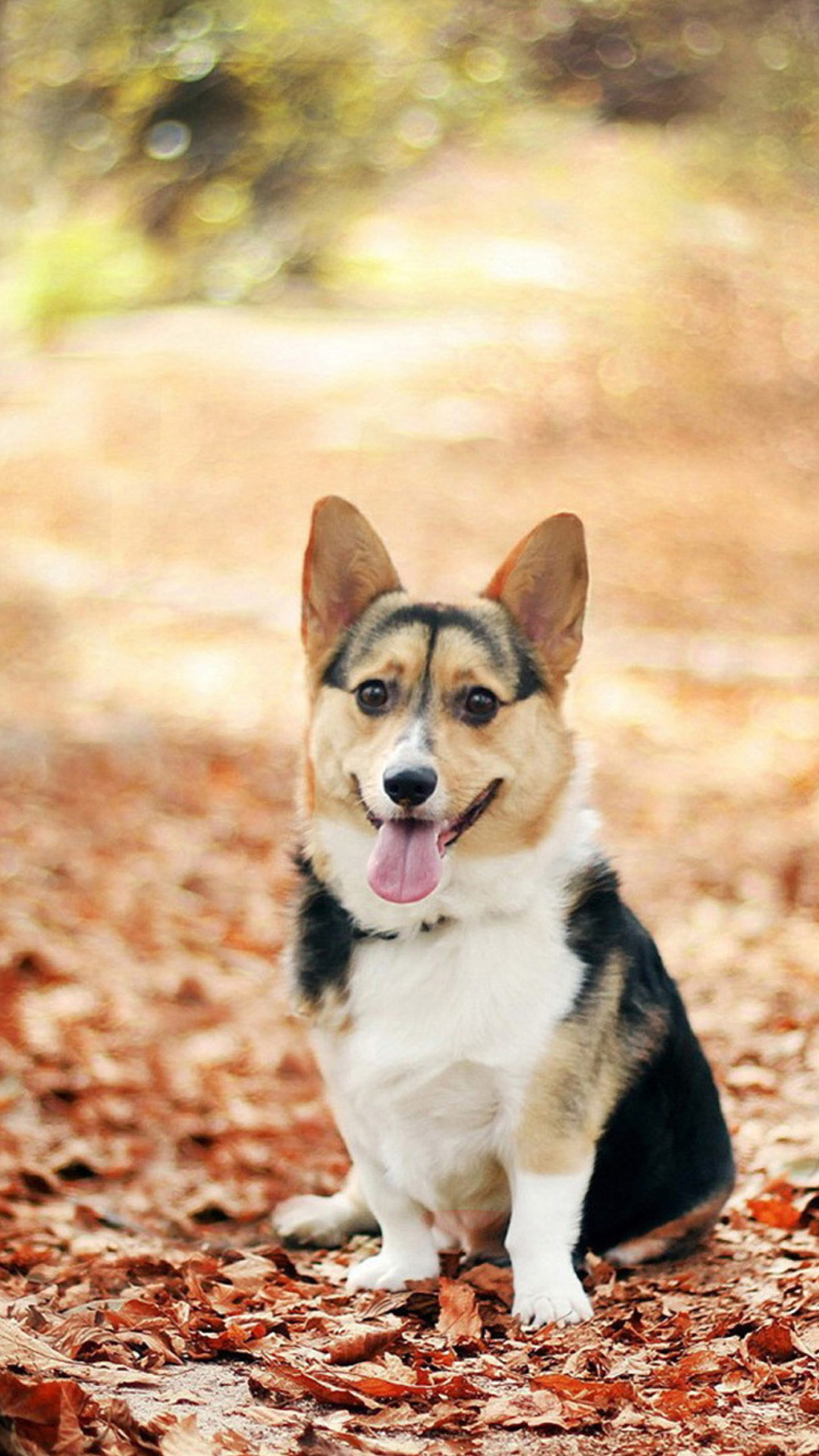 Corgi, Foglie autunnali, Cucciolo, Full HD, sfondo per smartphone