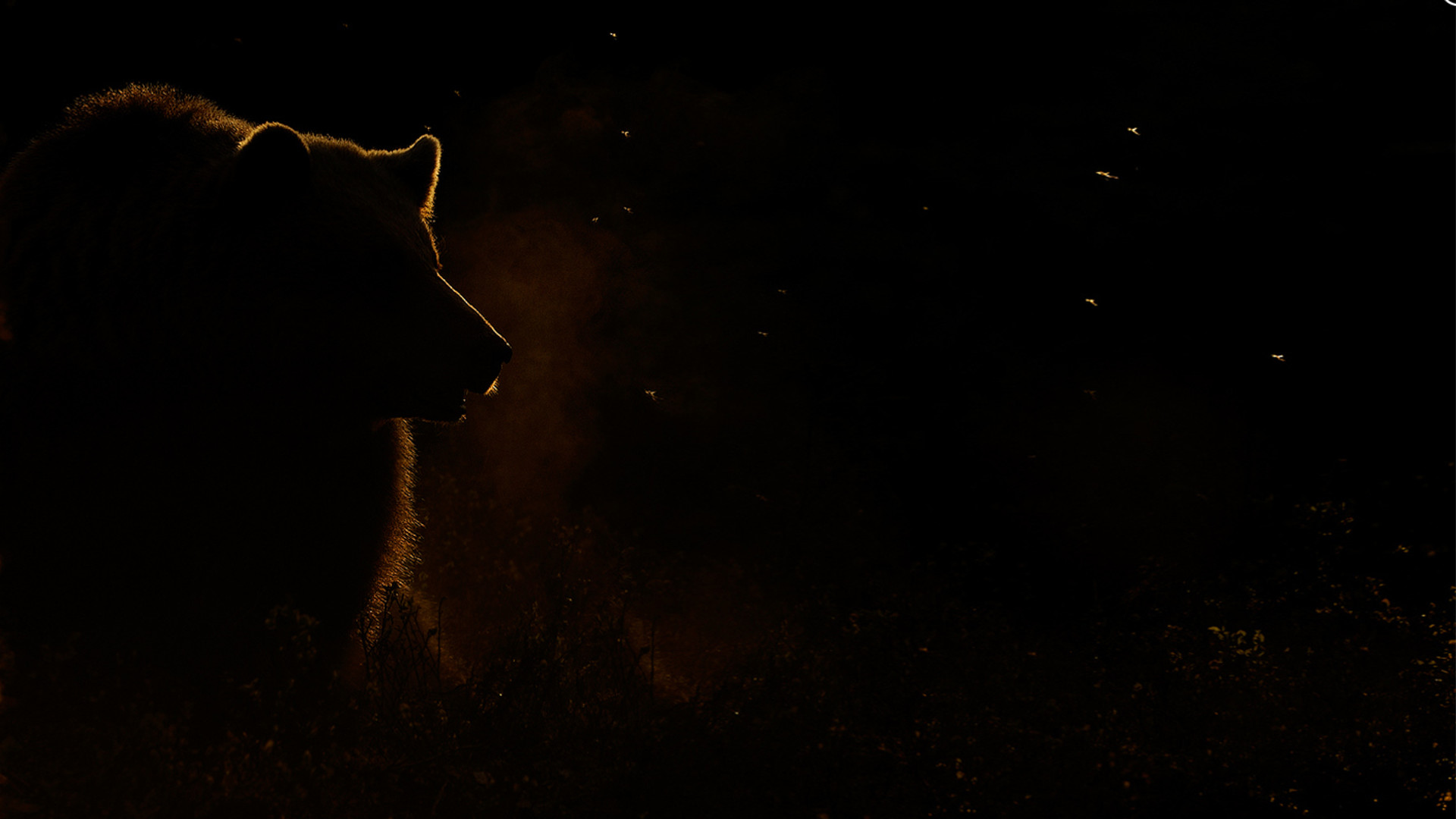 Orso, Silhouette, Sfondo nero, Controluce, Full HD, wallpaper per PC
