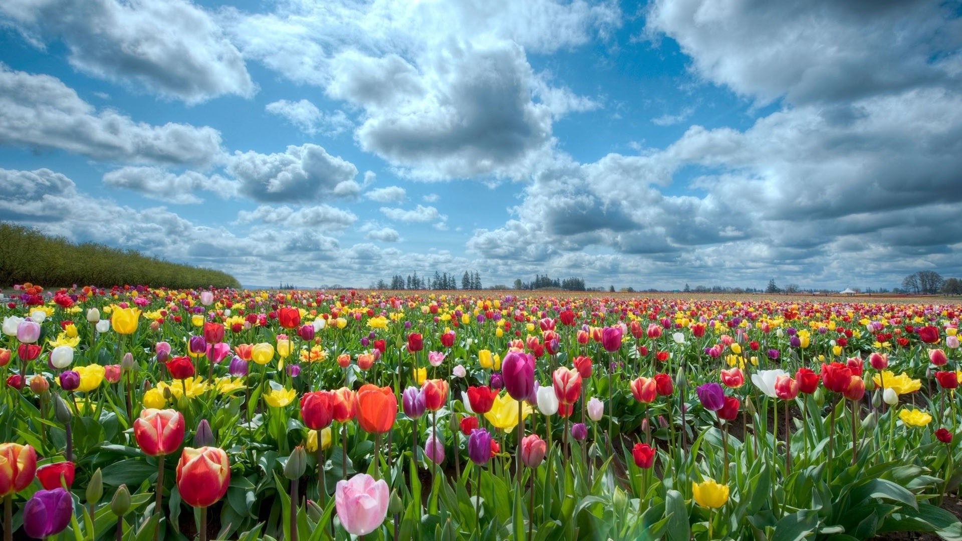 Campo di tulipani, Tulipani colorati, Nuvole, Cielo azzurro, Primavera, sfondo desktop 1920x1080
