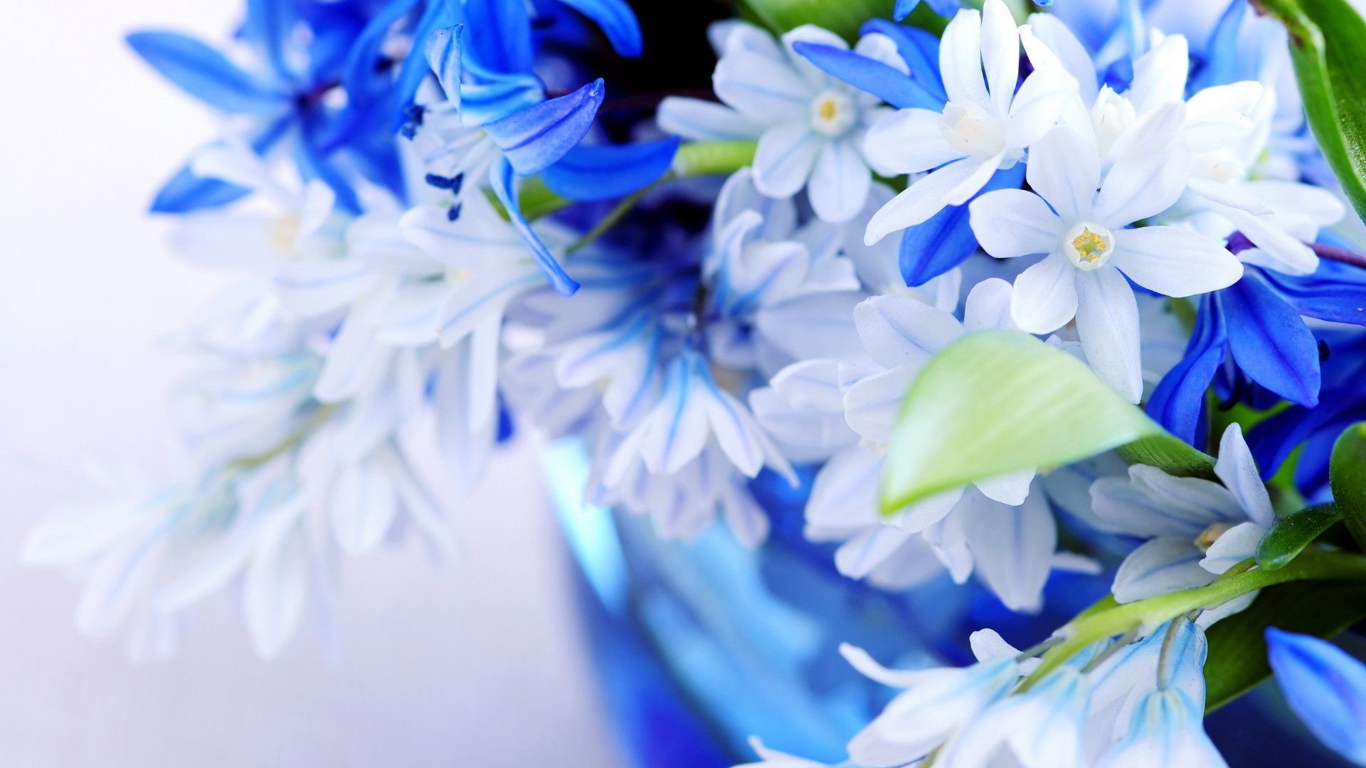 Fiori bianchi e blu, Giacinti, Vaso, Blu, Primo piano, Full HD 1080p, sfondo desktop