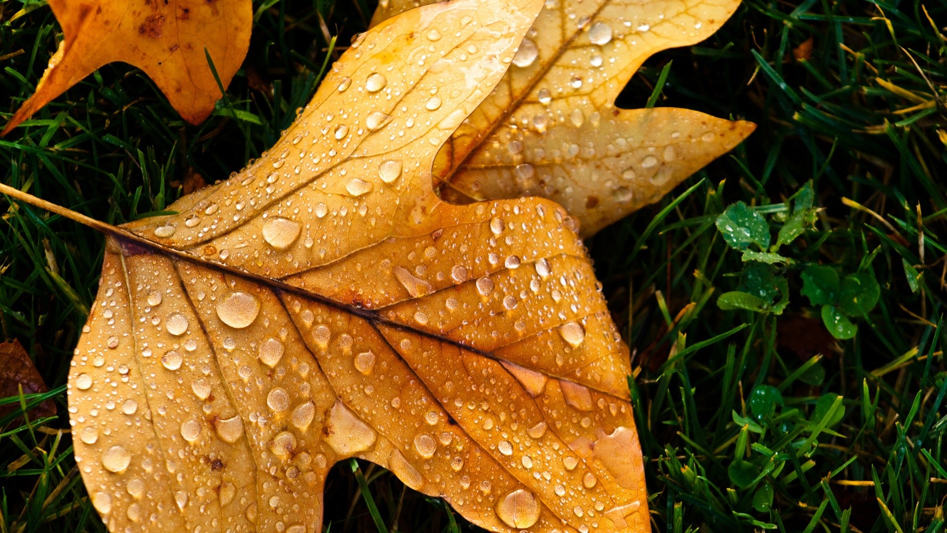 Foglia di tulipifero, Gocce d'acqua, Erba, Macro, Full HD, sfondo desktop