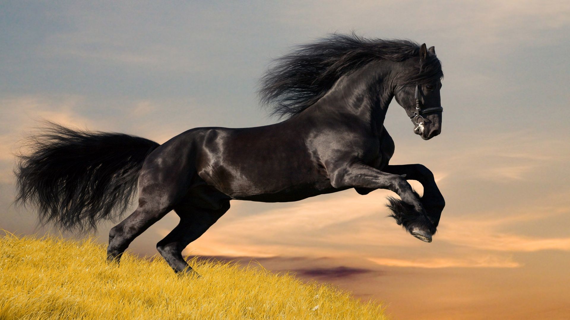 Cavallo nero, Galoppo, Prato, Tramonto, sfondo Full HD per desktop