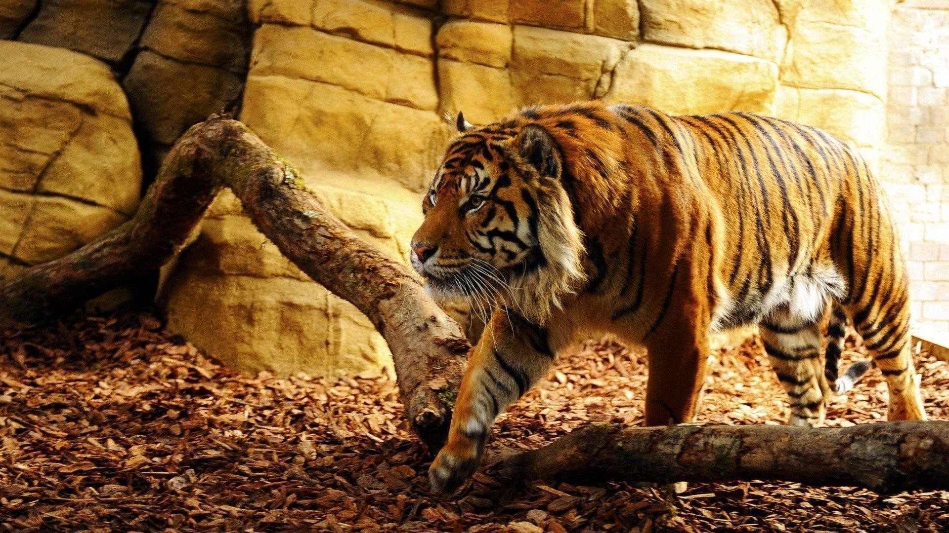 Tigre, Rocce, Tronco, Felino, Full HD, sfondo per PC e portatile