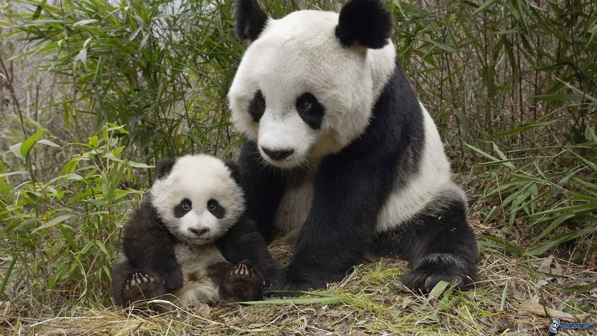 Panda gigante, Cucciolo, Bambù, Full HD, wallpaper per computer