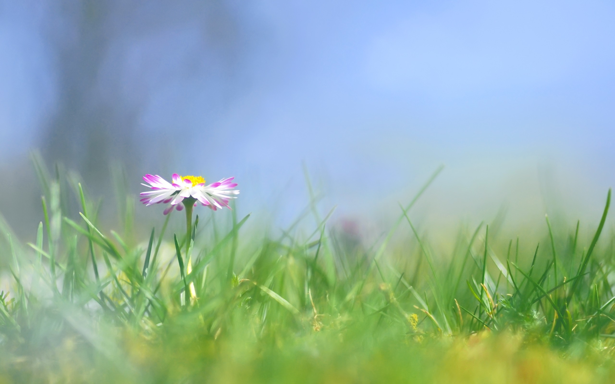 Margherita, Prato, Sfocato, Primavera, 2K, sfondo per il tuo desktop