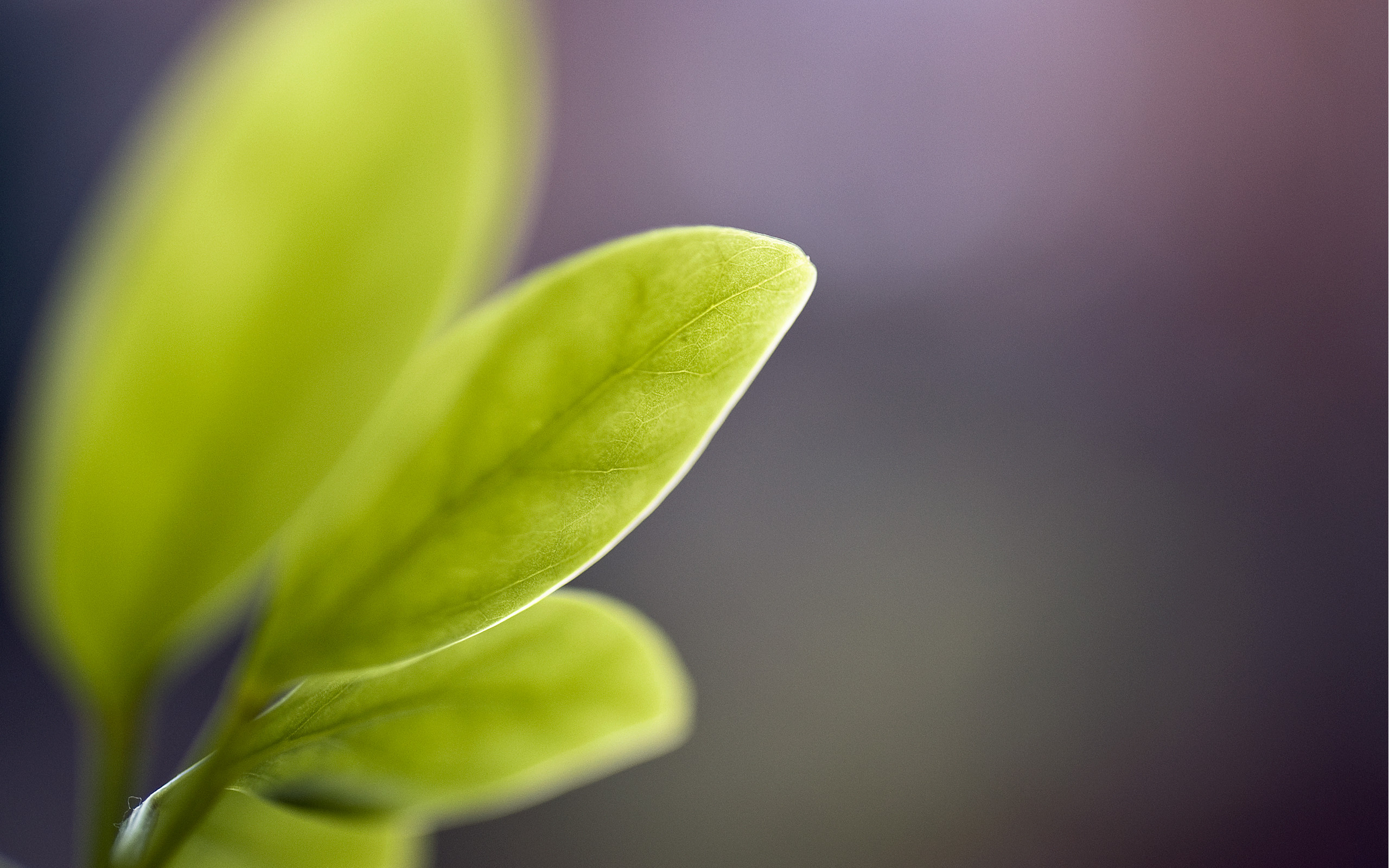 Foglie, Germoglio, Macro, Profondità di campo, Verde, 2K, wallpaper per PC