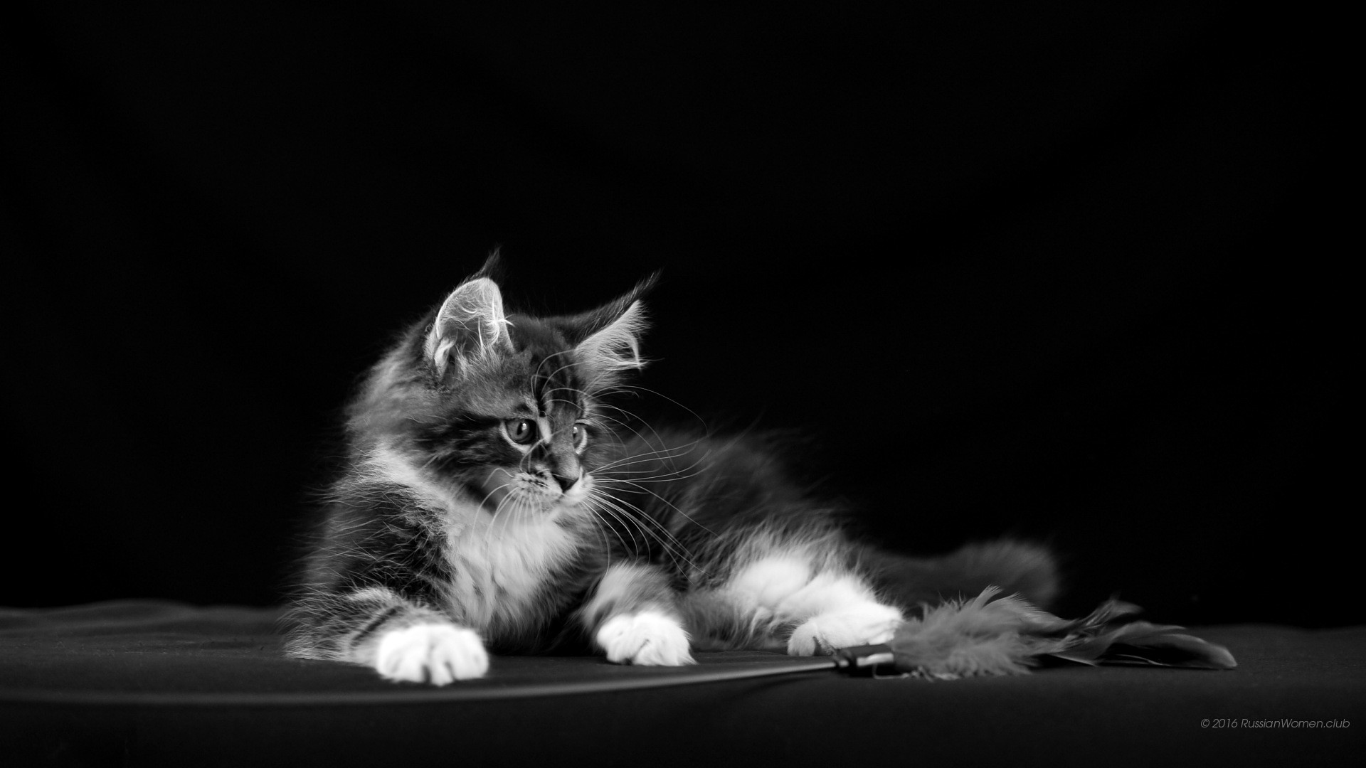 Gattino, Maine Coon, Bianco e nero, Full HD, sfondo per portatile