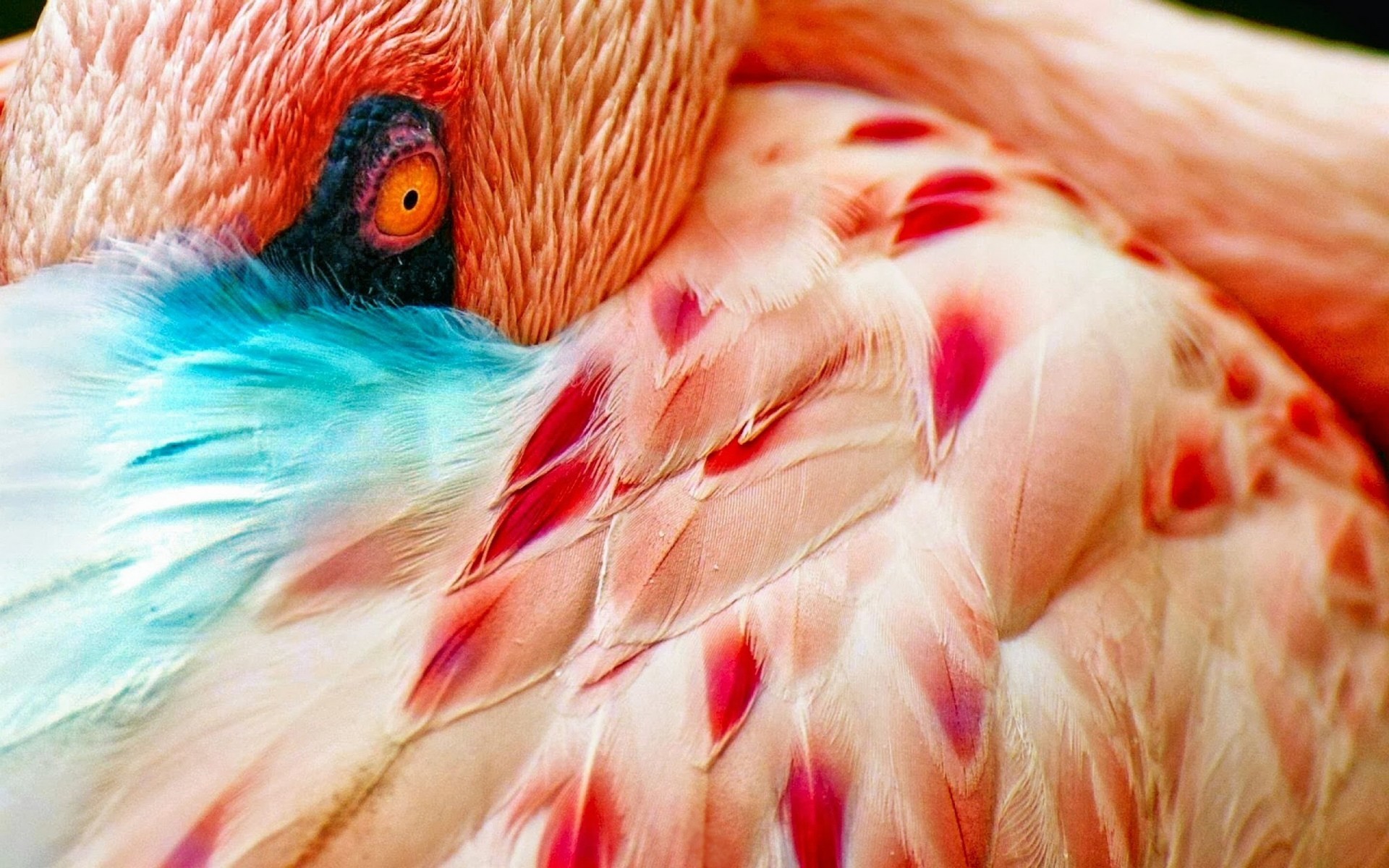 Fenicottero, Piume, Occhio, Macro, 1920x1200, immagine di sfondo