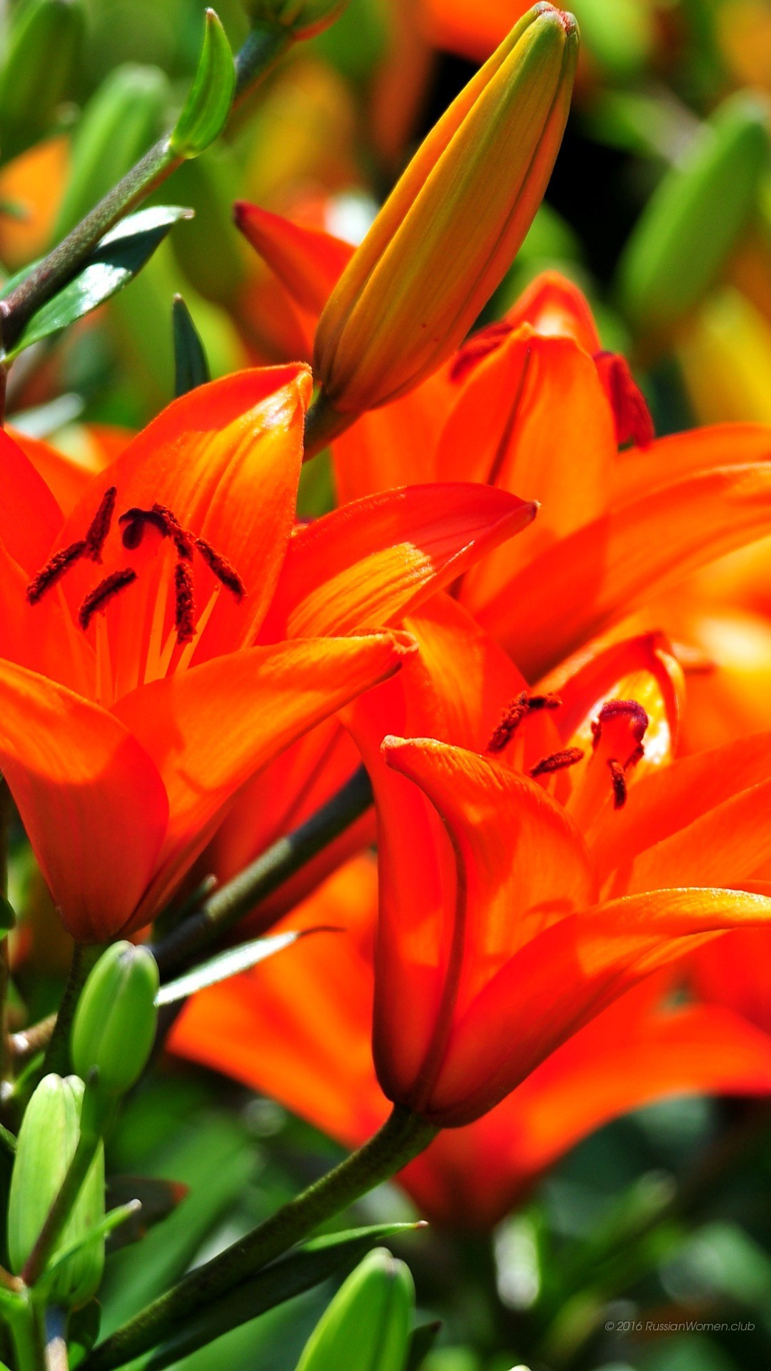 Gigli arancioni, Fiori, Giardino, Estate, immagine di sfondo Asus Zenfone