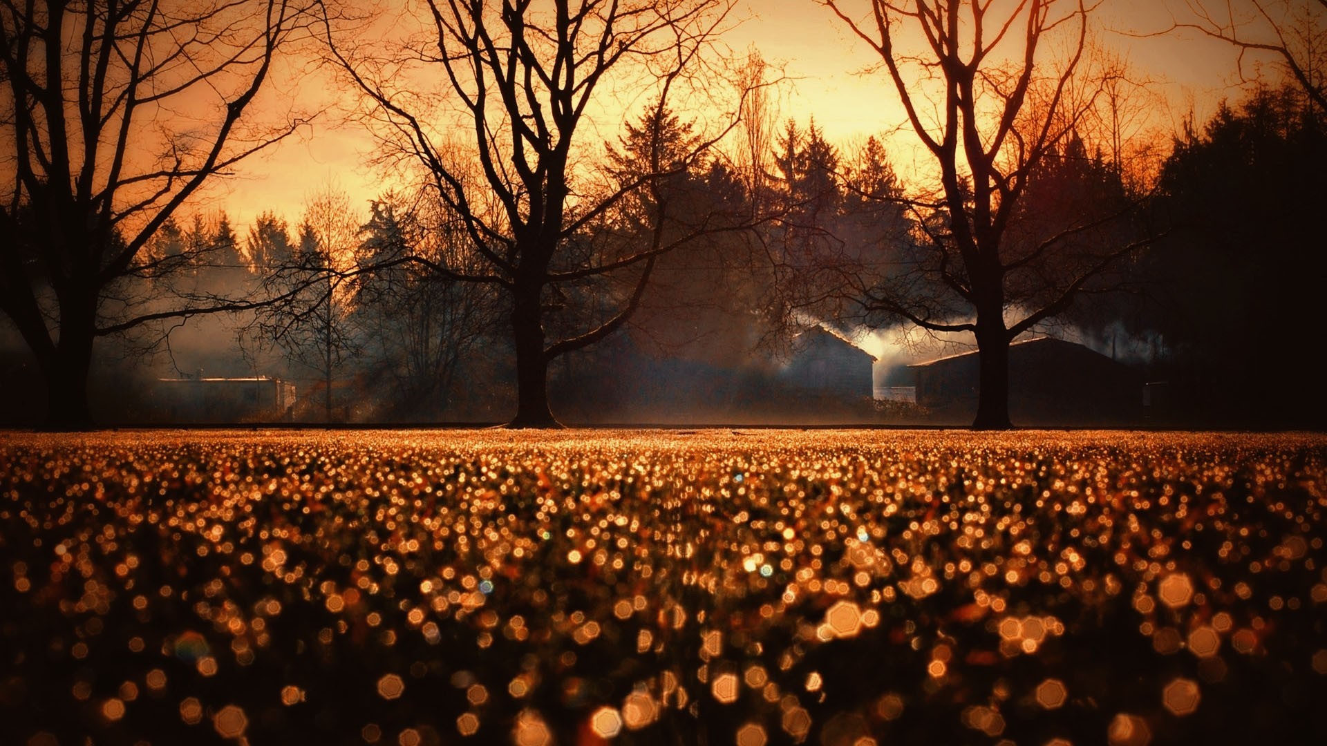 Bosco, Bokeh, Tramonto, Alberi spogli, Full HD, sfondo per il tuo computer