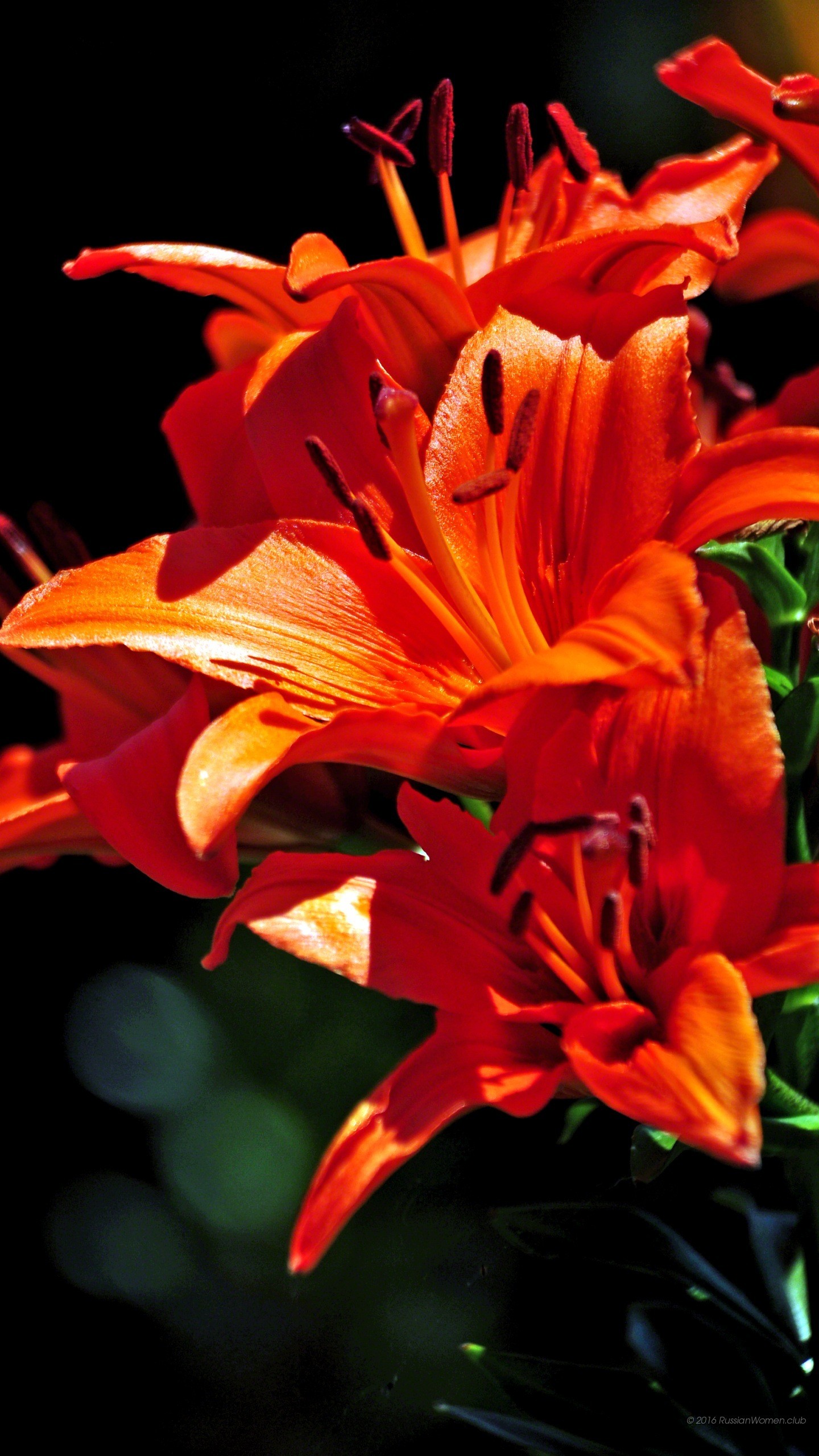 Gigli arancioni, Fiori, Sfondo scuro, schermata di blocco LG G5