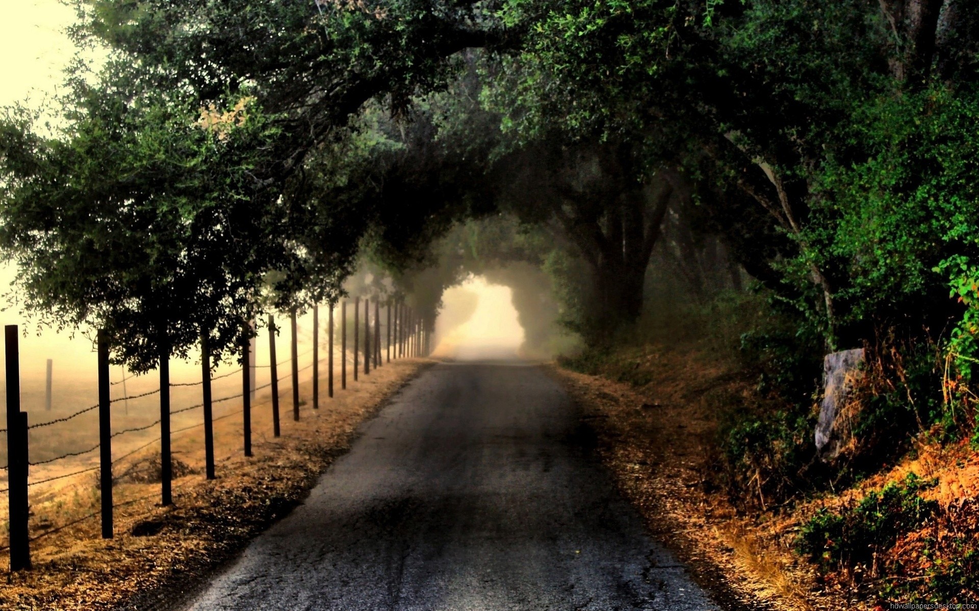 Strada, Galleria di alberi, Nebbia, Recinzione, Full HD, sfondo Windows 11