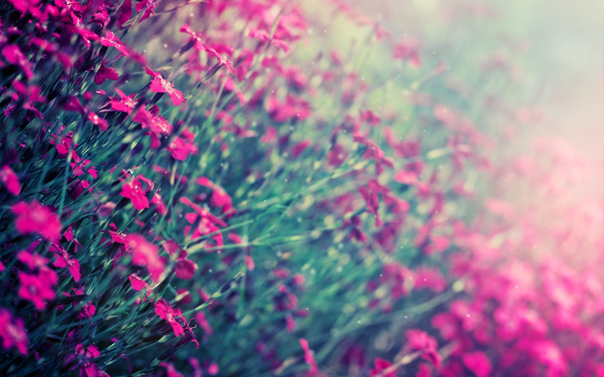 Garofani selvatici, Fiori rosa, Bokeh, 1920x1200, immagine di sfondo