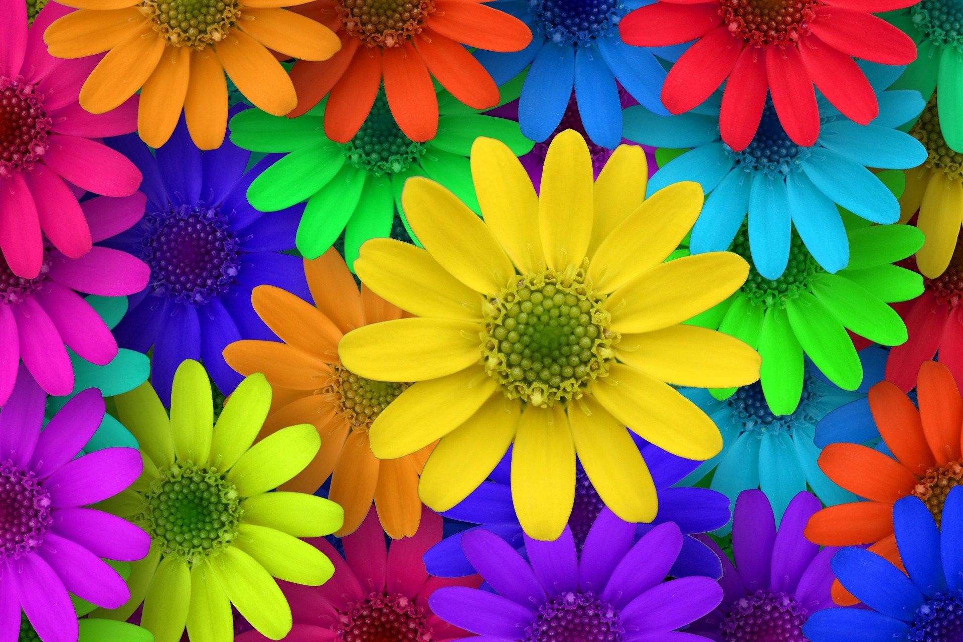 Margherite, Fiori colorati, Arcobaleno, Full HD, sfondo per PC e portatile