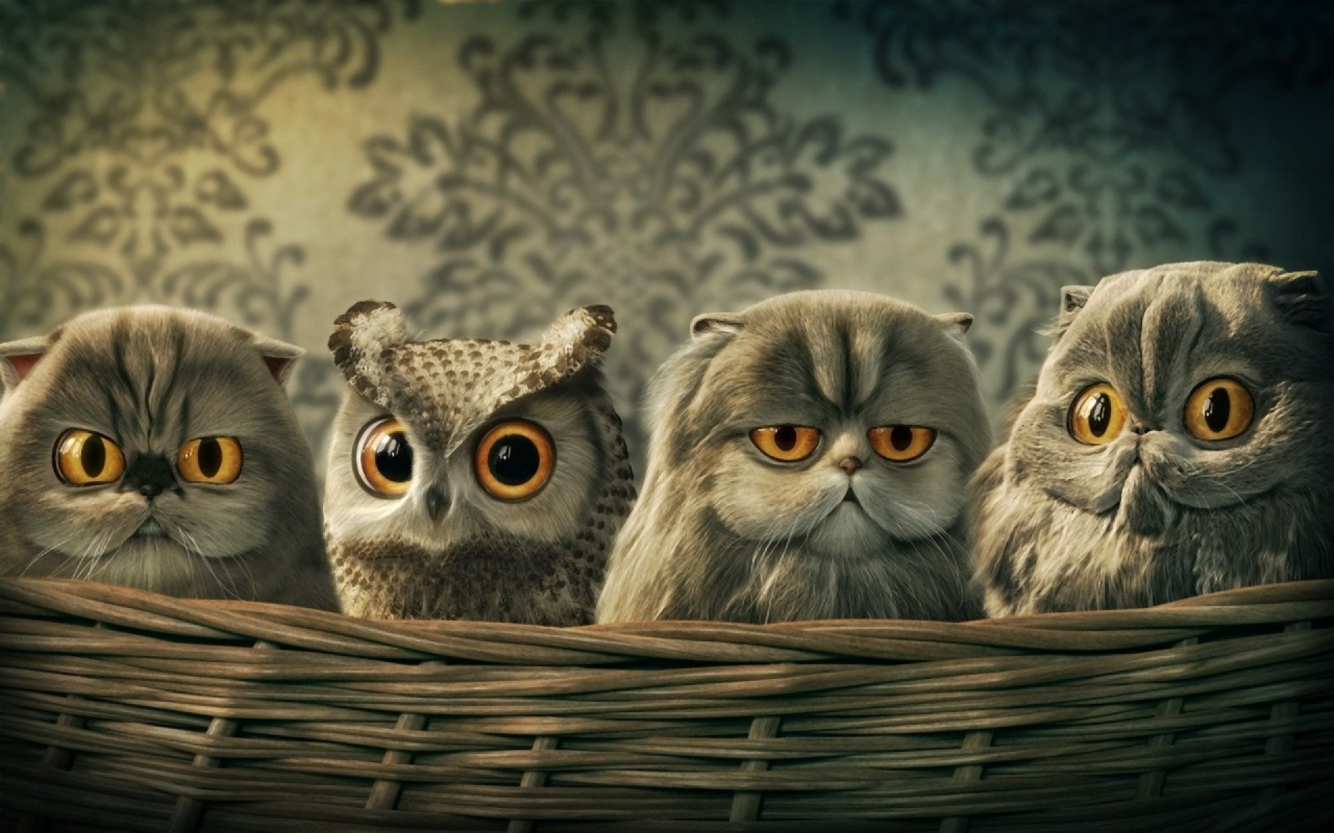 Gufi, Gatti, Cesto, Divertente, 1920x1200, immagine di sfondo