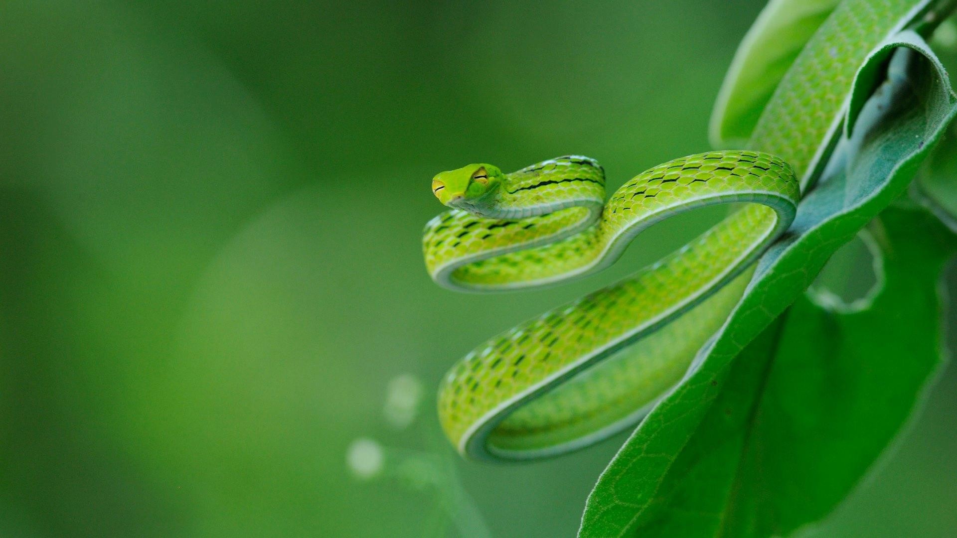 Serpente liana verde, Foglia, Verde, Natura, Full HD, wallpaper per PC
