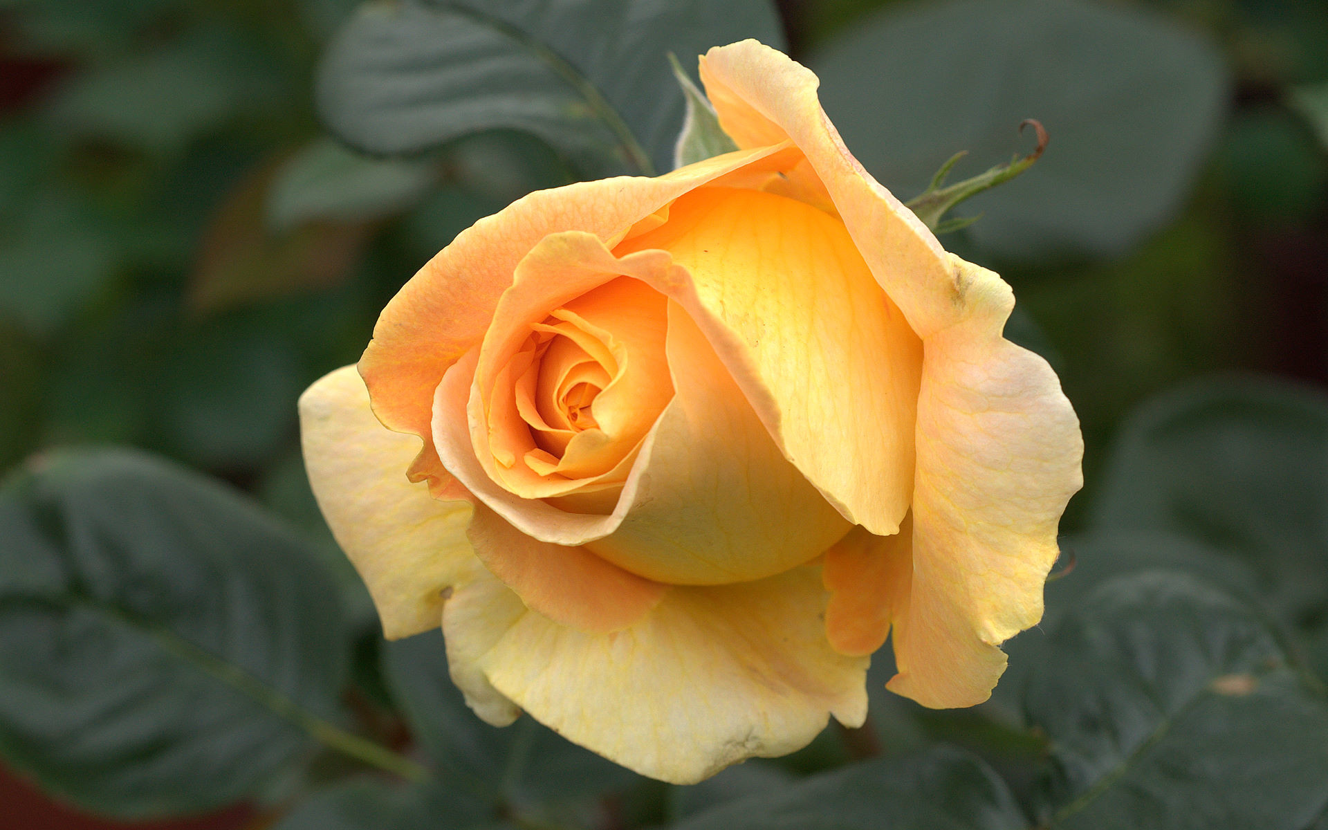 Rosa gialla, Rosa arancione, Foglie, Giardino, 1920x1200, wallpaper desktop