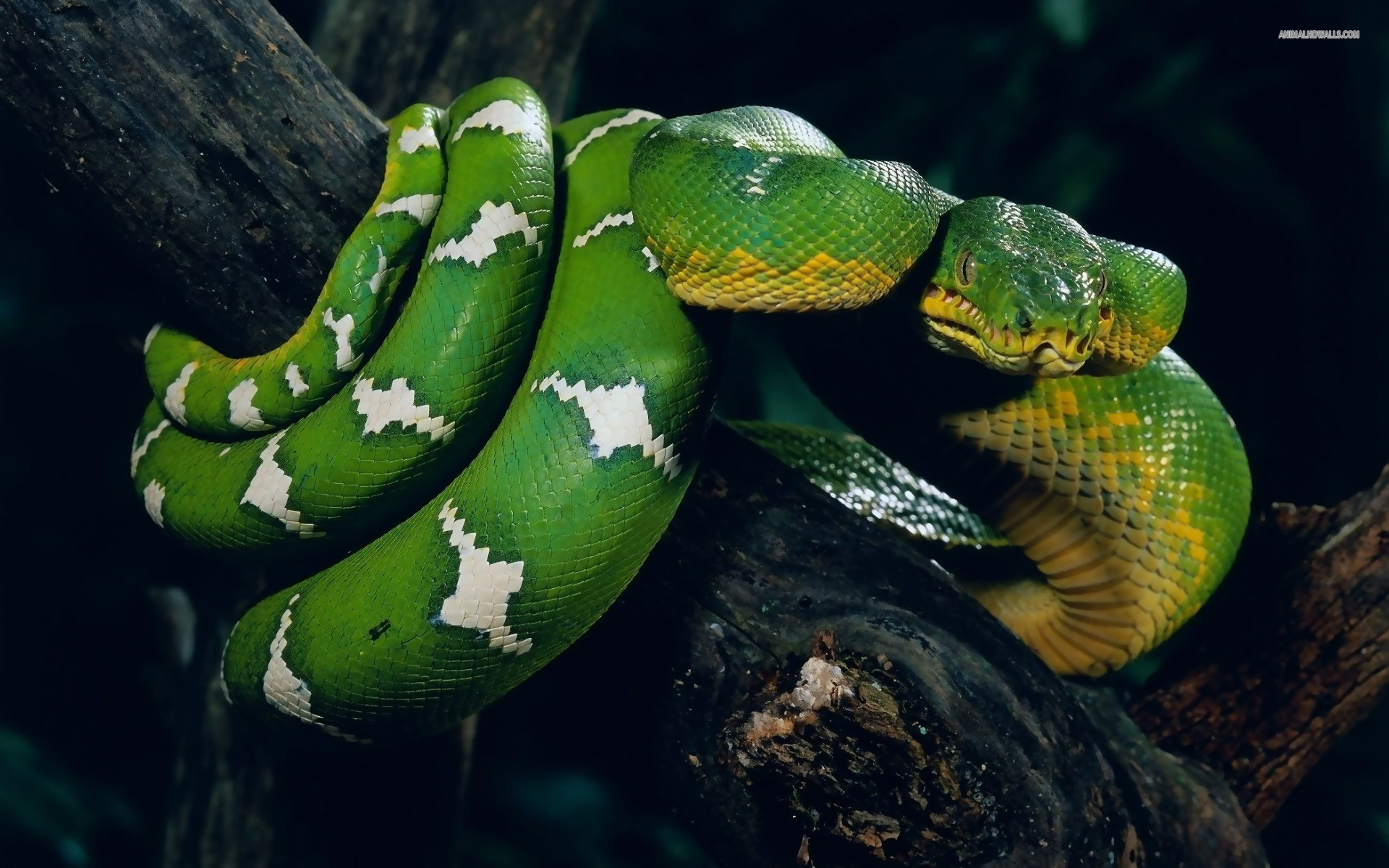 Boa smeraldino, Corallus caninus, Ramo, Rettile, 16:10 Full HD, sfondo widescreen