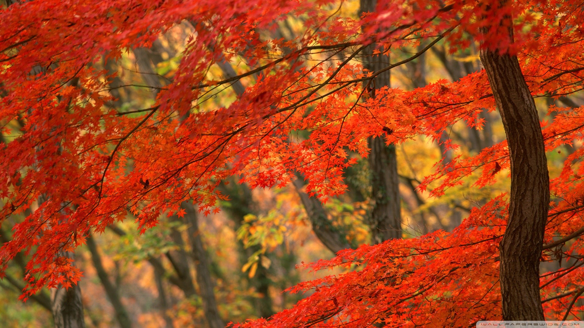Giappone, Aceri rossi, Foresta, Autunno, 1920x1080, wallpaper desktop