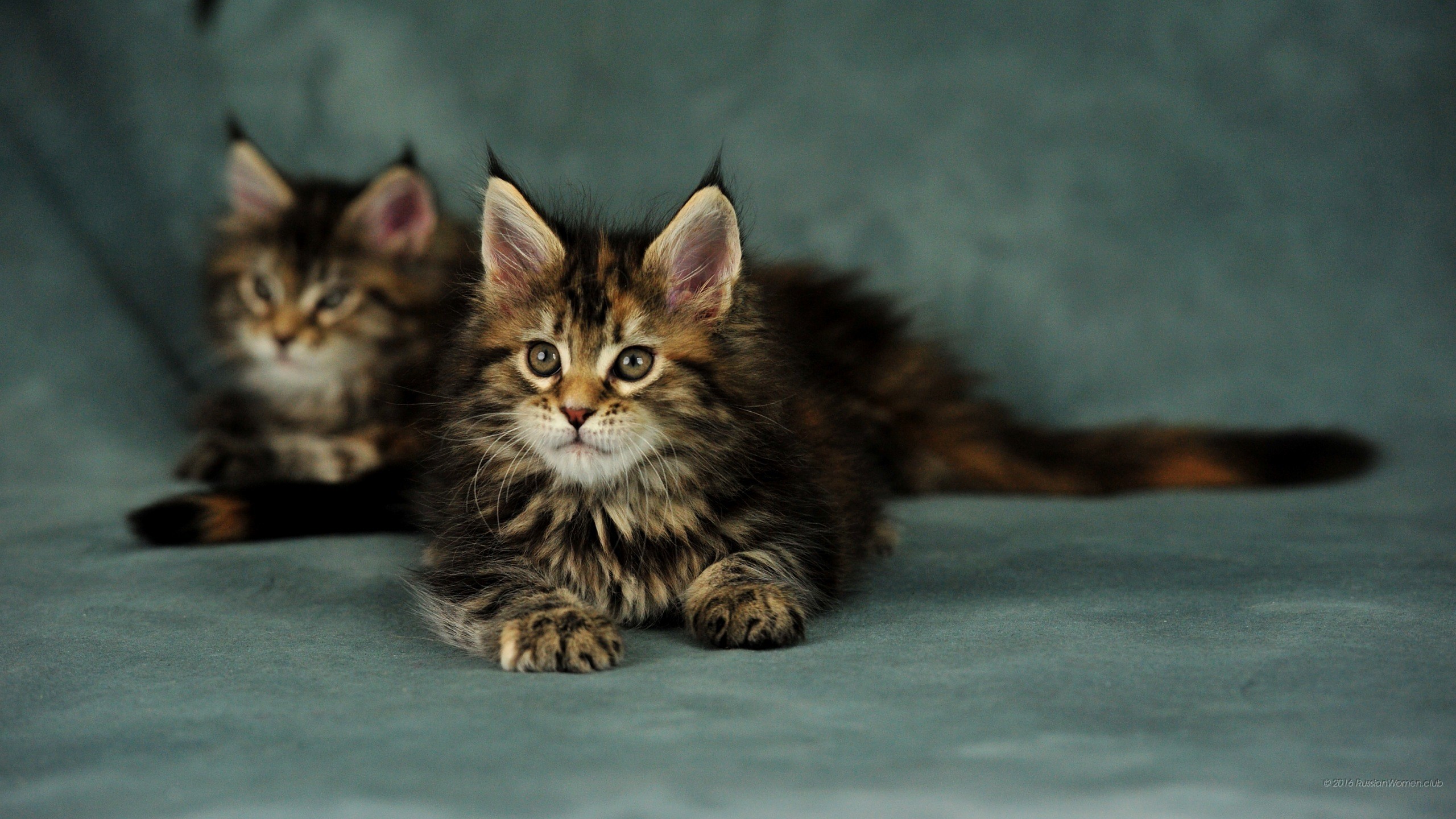 Due gattini, Maine Coon, Gatto tigrato, Sfondo verde, 2K, wallpaper per computer
