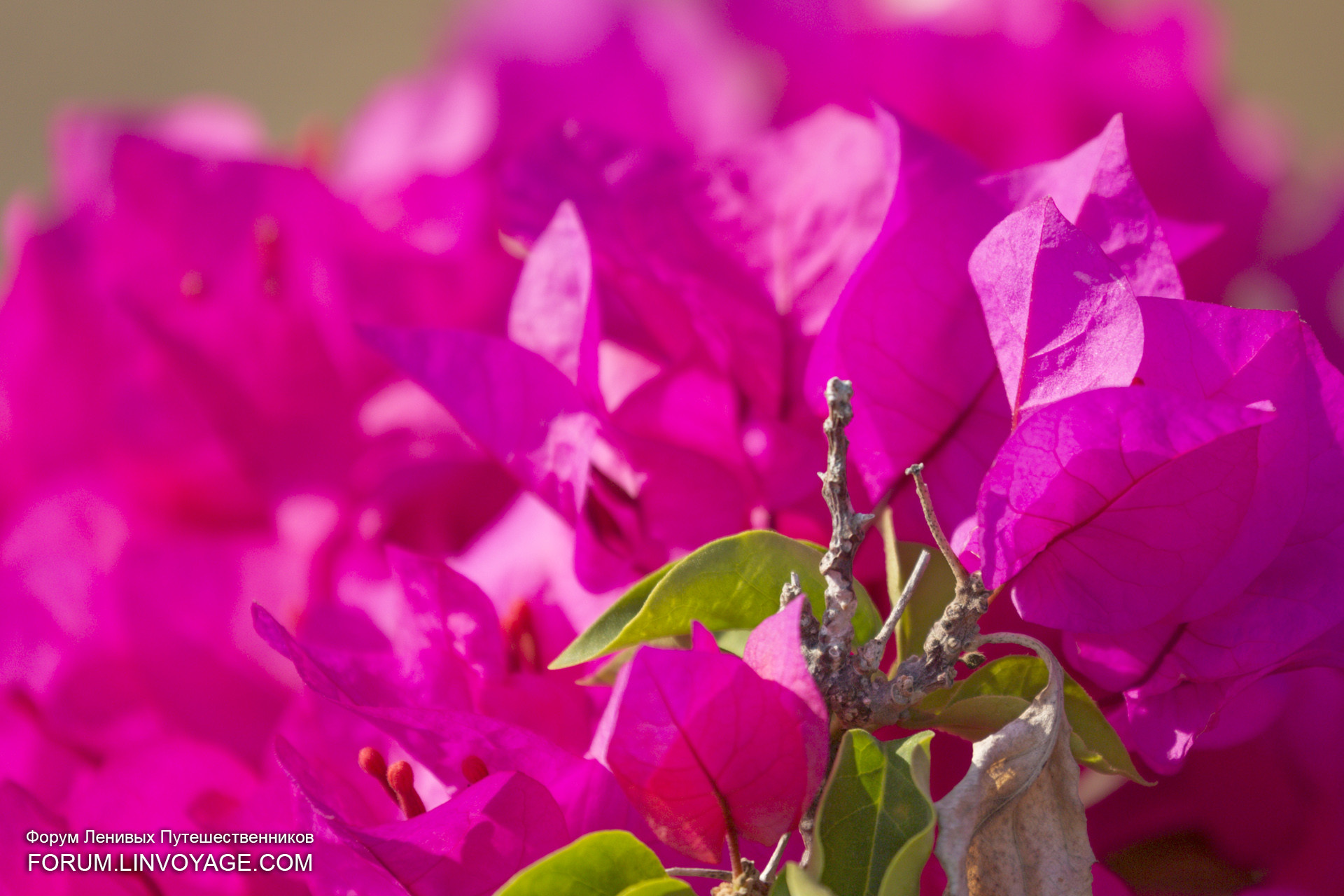 Bouganville, Fucsia, Fiori, Full HD, sfondo desktop