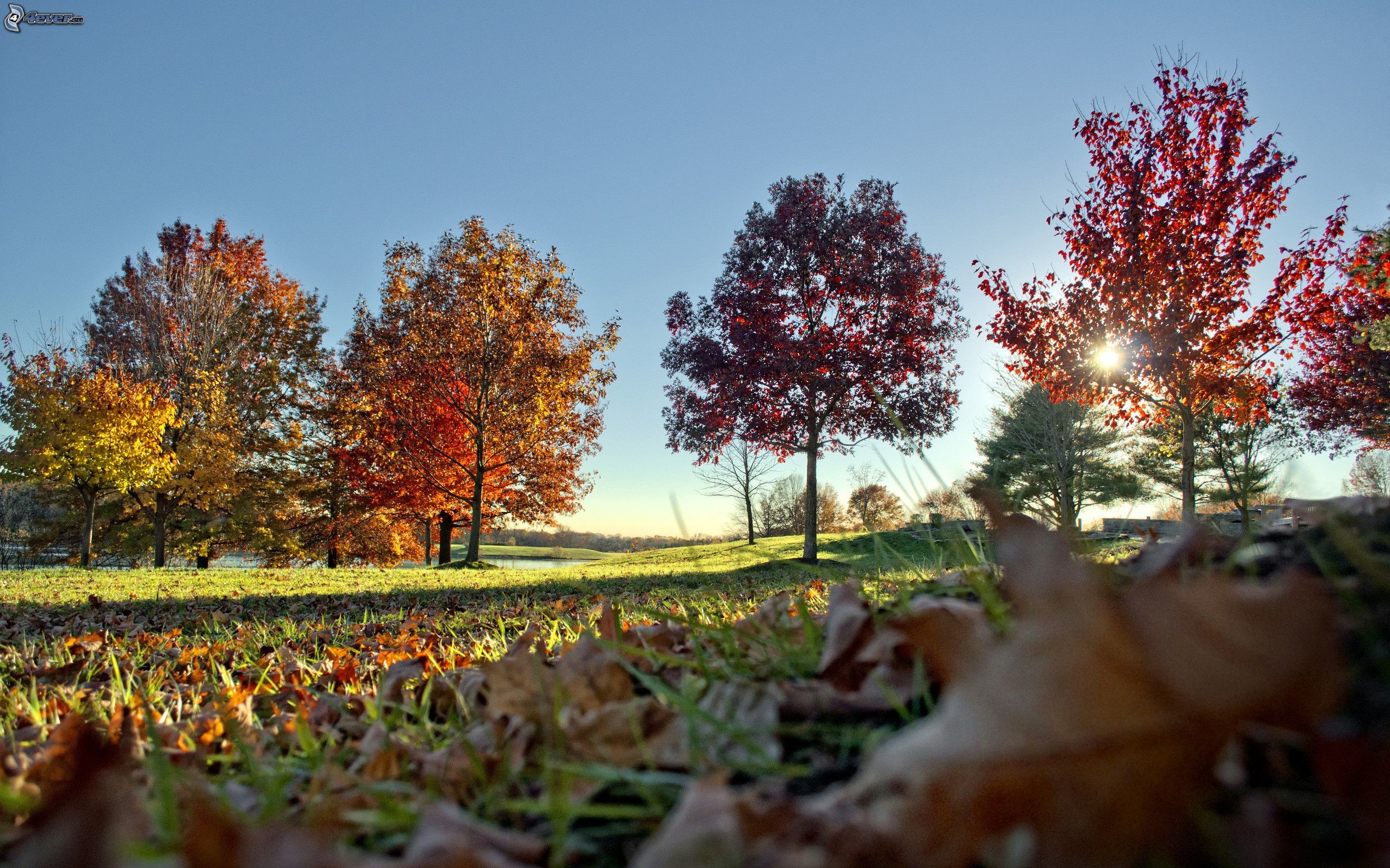 Parco, Alberi colorati, Foglie secche, Cielo azzurro, 16:10 2K, sfondo widescreen