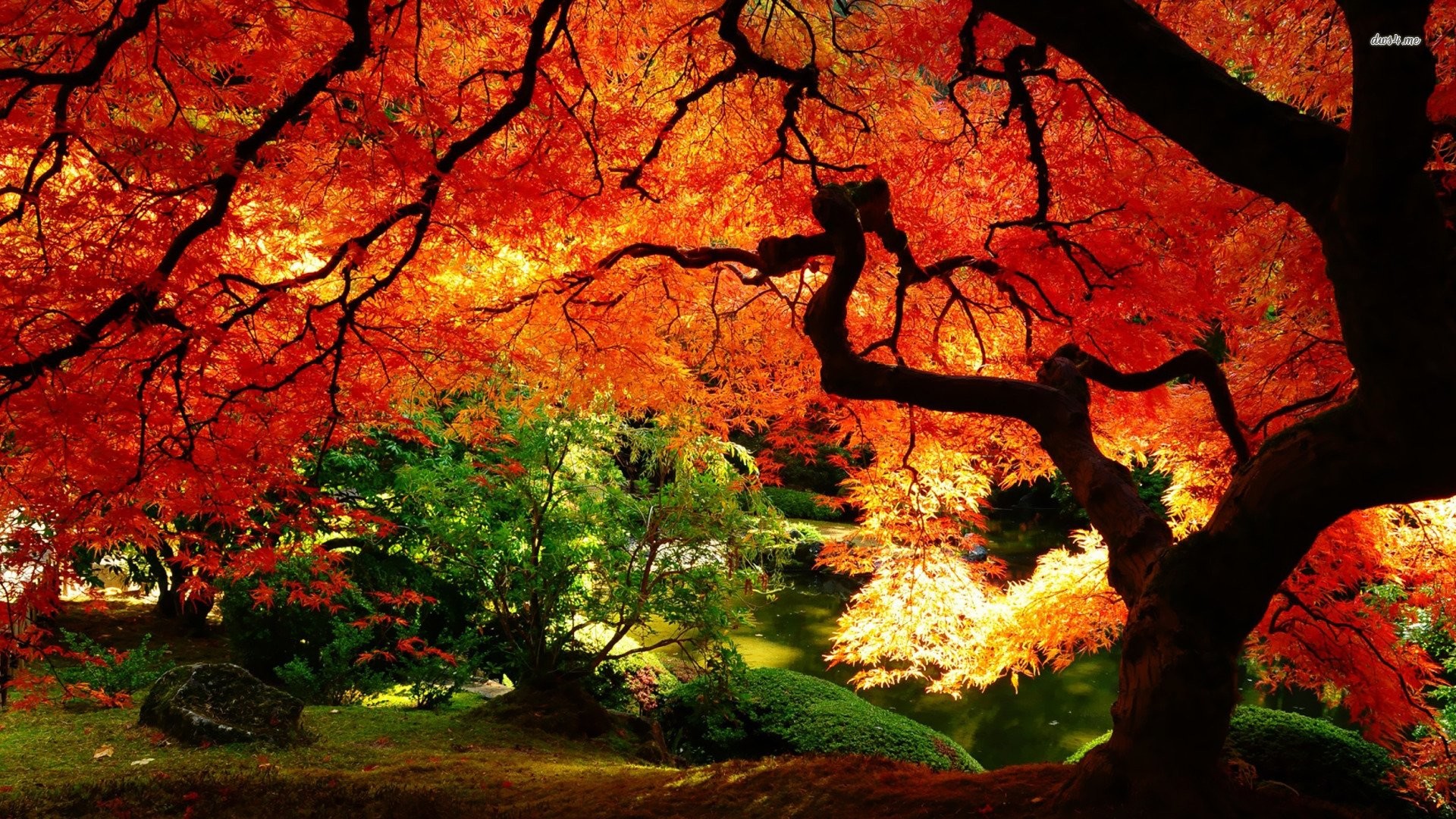 Acero giapponese, Giardino giapponese, Autunno, Foglie rosse, 16:9 Full HD, sfondo widescreen