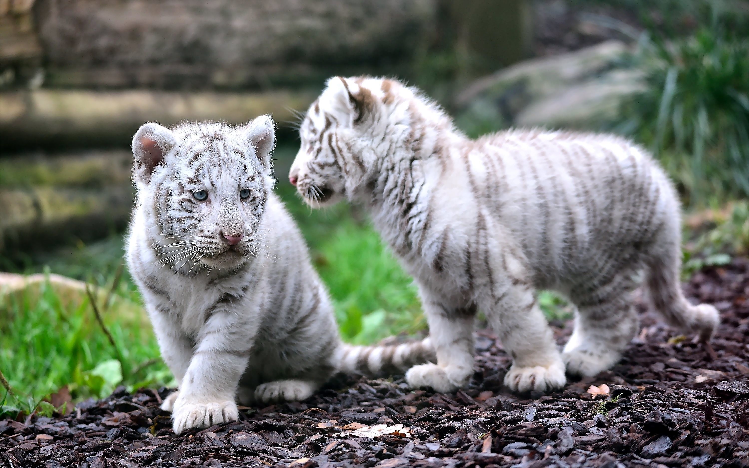 Cuccioli di tigre bianca, Gioco, Coppia, 2K, sfondo per PC
