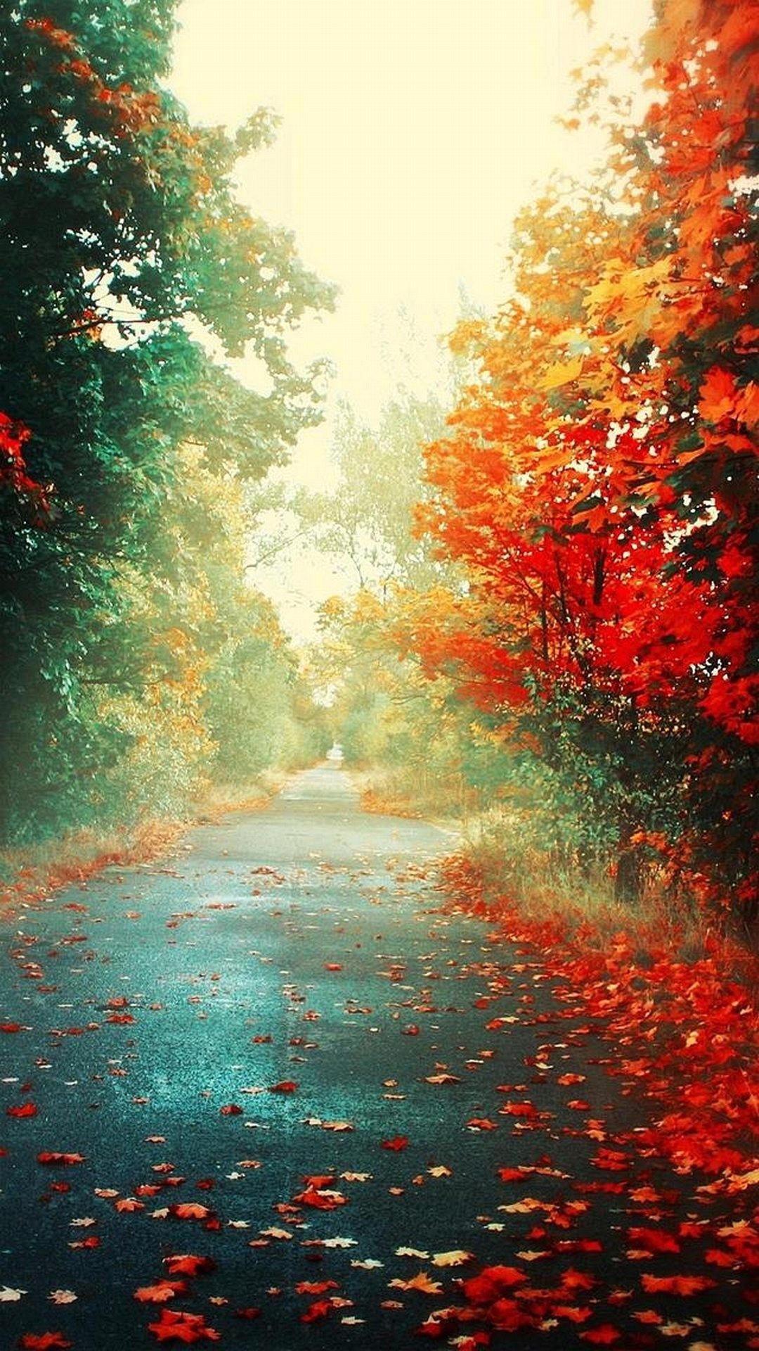 Viale alberato, Autunno, Foglie rosse, Full HD, sfondo per smartphone