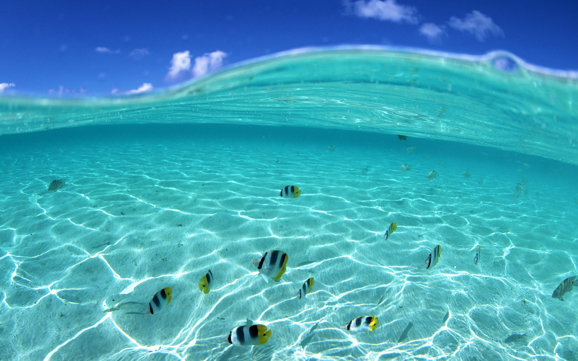 Vista subacquea, Pesci tropicali, Acqua turchese, Full HD, sfondo Windows 11