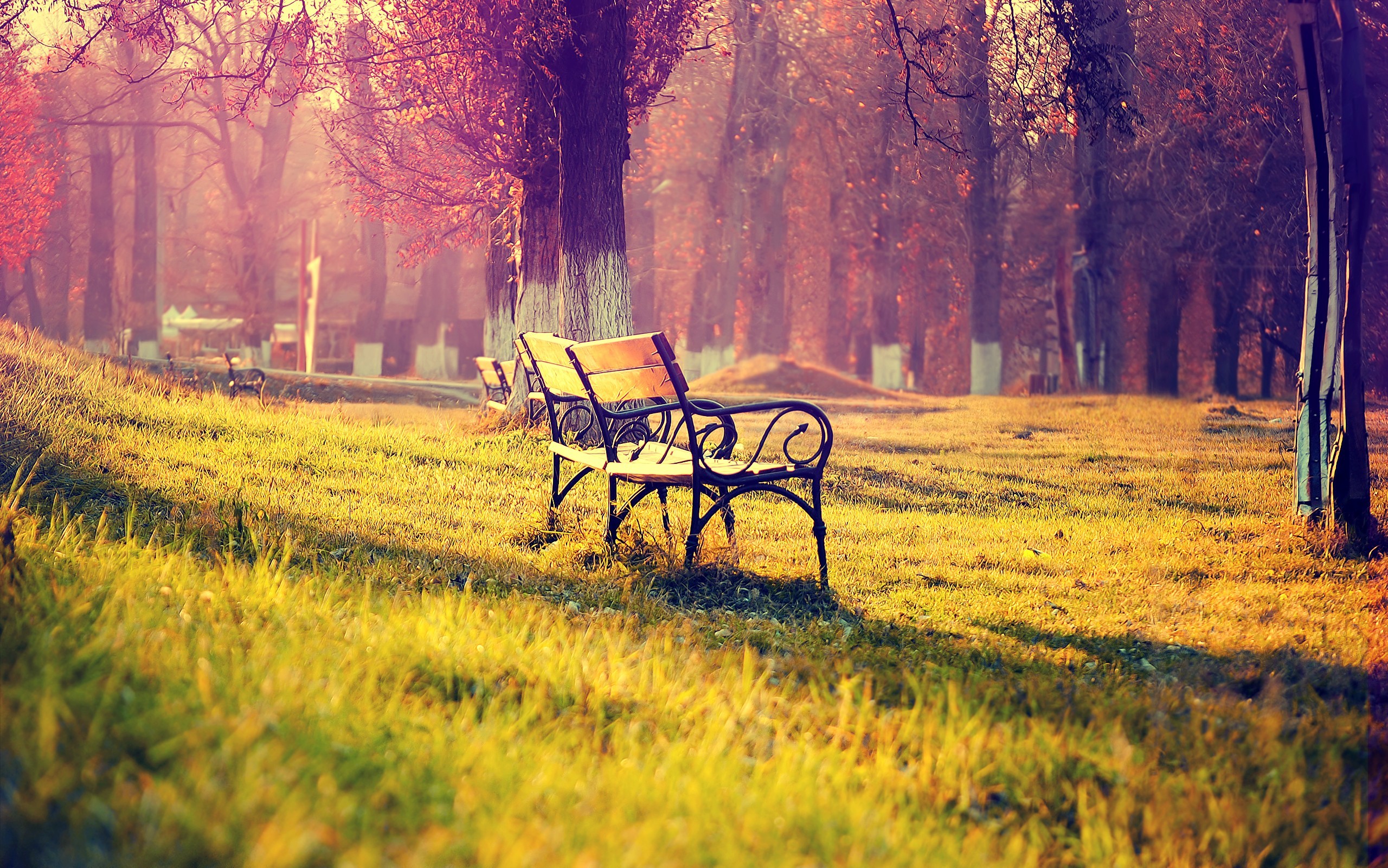 Panchina, Parco, Autunno, Luce soffusa, 2560x1600, immagine di sfondo