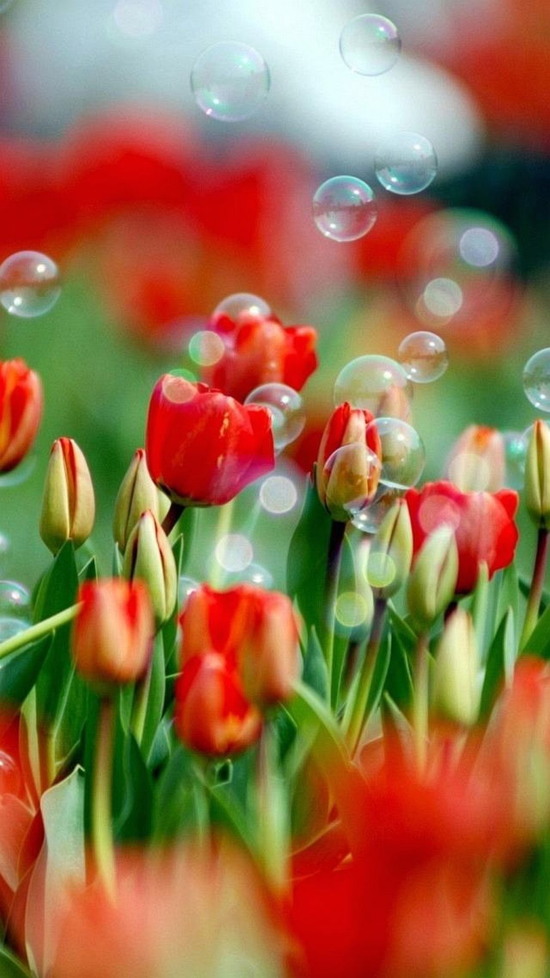 Tulipani rossi, Bolle di sapone, Campo, Primavera, sfondo desktop