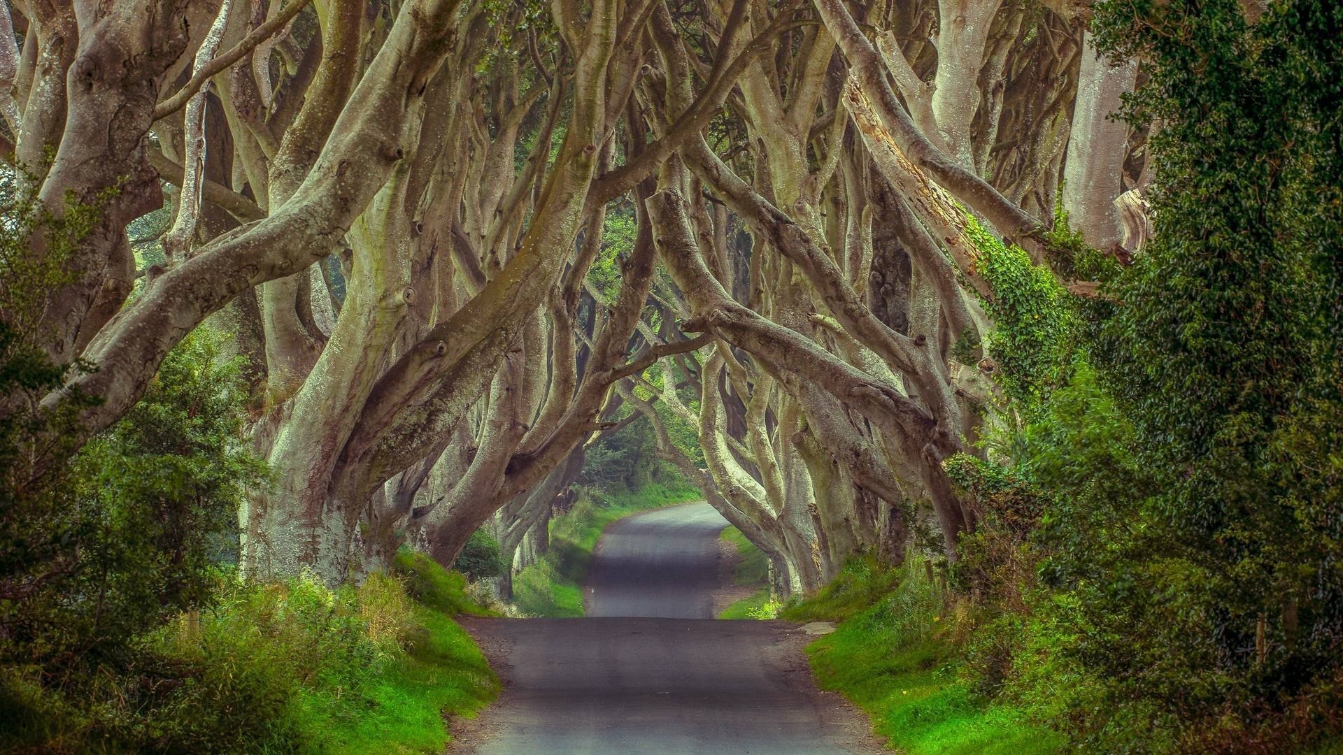 Dark Hedges, Irlanda del Nord, Viale alberato, Faggi, 1920x1080, sfondo per PC